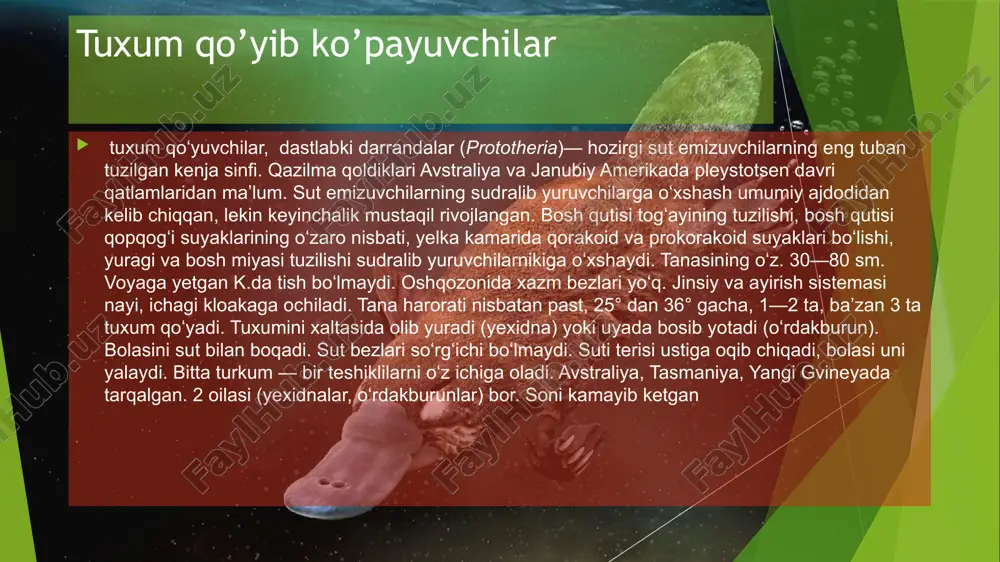 ng yelkasi va dumidagi tuklar juda uzun (40 sm cha), tumshugʻi naysimon, tishlari yoʻq; oldingi oyoqlaridagi tirnogʻi mustahkam, ilmoqsimon qayrilgan. tamandua va kichik ch. dumi tuksiz. ch. okshomda va tunda faol. asosan, chumoli va termitlar uyasini buzib, ularni yopishqoq uzun (60 sm cha) tili bilan tutib yeydi. yilda bitta bola tugʻadi. ch. meksikadan boliviyagacha boʻlgan joylarda, braziliya va shim. argentinaning tropik oʻrmonlari hamda butazor dashtlarida tarqalgan. katta ch. kamayib ketgani uchun muhofazaga olingan. chumolixo’r o’rta darrandalar yoki haltalilar xaltalilar (metatheria) yoki qopchiqlilar – tirik tugʻuvchi sut emizuvchilar infrasinfi (ayrim maʼlumotlarga koʻra, turkum). gavdasining uzunligi 4–160 sm. koʻpchilik xaltalilar urgʻochisida bolasi xalta ichida rivojlanadi. xalta ichida sut bezlari soʻrgʻichi boʻladi. bosh miyasi tuban tuzilgan. yoʻldosh (xaltali boʻrsiqlardan tashqari) hosil boʻlmaydi. boʻgʻozlik davri 12,5–45 kun, bolasi nimjon (uzunligi 0,5–3 sm) tugʻiladi, koʻpincha xaltasi ichidagi sut bezi soʻrgʻichiga yopishib olib, 250 kun davomida rivojlanadi. sut maxsus muskullar yordamida bolasi ogʻziga siqib chiqarib turiladi. …