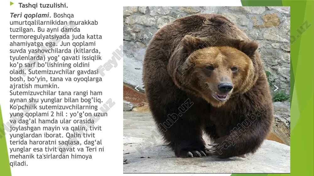 al konus va venoz sinuslari reduksiyalangan. o’ng va chap bo’lmasi ikkiga ajralgan. kichik qon aylanish doirasi, o’ng yurak qorinchasidan chiqib, yelka tomonga qayriladigan hamdao’ng va chap o’pkaga boradigan ikkita qon tomirlariga bo’linuvchi o’pka arteriyasidan boshlanadi. o’pkadan keluvchi o’pka venalari esa kislorodga boy qonni chap yurak bo’lmasiga quyadi. katta qon aylanish doirasining arteriyalari. aorta yurak qorinchasidan yo’g’on qon tomir ko’rinishida chiqadida, aortaning chap yoyi yonida chapga buriladi so’ng umurtqa pog’onasining ventral tomoniga joylashib orqa aortaga aylanadi. orqa aorta o’zidan ichki organlarga qon tomirlarini chiqarib, umurtqa pog’onasi bo’ylab dum tomonga qarab ingichkalashib boradi va chanoq kamari oldida ikkita yonbosh arteriyasiga bo’linadi. bu arteriyalar son arteriyalari deb nomlanib, orqa oyoqlarda tarmoqlanadi. aorta yoyidan chiqadigan 1- qon tomir nomsiz arteriya deb ataladi. odatda bu arteriya aorta yoyidan chiqishi bilan 3 ga: o’ng o’mrov osti arteriyasi, o’ng uyqu arteriysi va chap uyqu arteriyasiga shoxlanadi. o’ng o’mrov osti arteriyasi oldingi o’ng oyoqqa borsa, uyqu arteriyalari esa …