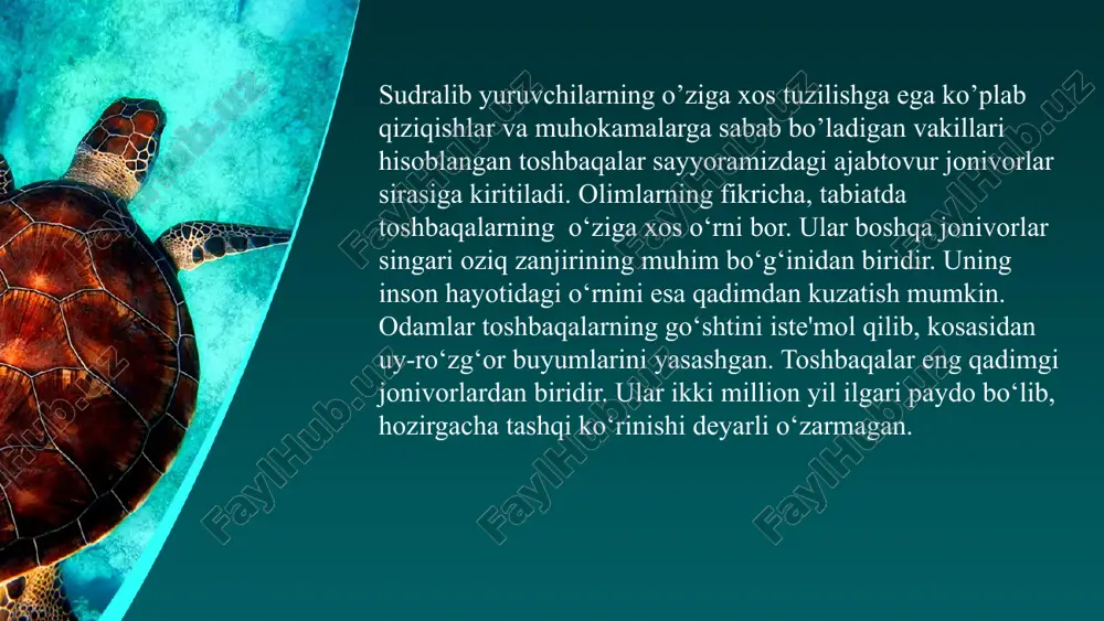 shox plastinkalari uchun ovlanadi. yashirinbo’yinli toshbaqalar avstraliyaning shimoliy va shimoli-sharqiy qismida yashaydi. dengiz bodringlari, molluskalar, meduzalar, krevetkalar, boshqa umurtqasizlar hamda dengiz suvo’tlari bilan oziqlanadi. ular bir mavsumda 3-4 marotaba 50-55 tadan tuxum qo’yadilar. tuxumlari nisbatan yirik, inkubatsion davri 55 kunni tashkil etadi. har 2-3 yilda bir ko’payadi, tuxumlarini avstraliya qirg’oqlariga qo’yadi. erkak toshbaqalar dengizga chiqib ketganidan so’ng hech qachon quruqlikka qaytmaydi. urug’lanish jarayoni suvda kechadi. ushbu toshbaqa turi qirilib ketish xavfi ostida turgan tur bo’lib, xalqaro qizil kitobga kiritilgan. avstraliya yashil toshbaqasi loggerxed yoki karetta – caretta caretta voyaga yetgan toshbaqaning uzunligi 70 – 95 sm, og’irligi 80 – 200 kg atrofida bo’ladi. kosasi yuraksimon shaklda, rangi jigarrang, qizg’ish-jigarrang va zaytunsimon rangda bo’ladi. asosan qisqichbaqasimonlar va molluskalar bilan, shuningdek baliqlar, meduzalar va bulutlar bilan oziqlanadi. urg’ochilari yoz va kuzgi mavsumda 4-5 marotaba diametri 4 sm bo’lgan 100 – 126 ta yumaloq tuxum qo’yadilar. yosh toshbaqalar tuxumdan 1-2 oyda chiqadilar, shundan …