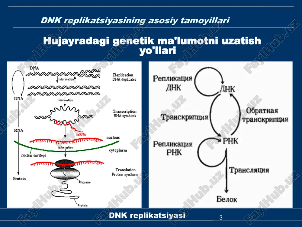 imeraza tomonidan katalizlangan reaktsiya dnk piiiqo'shib dnk molekulasining cho'zilishini amalga oshiradi nukleotidlar oldingi nukleotidning 3n uchigacha. pp deoksinukleozid trifosfatdan ajratiladii, bu esa undan keyingi ikki molekulaga parchalanadi fosfor kislotasi. 16 dnk replikatsiyasi dnk polimerazaiii dnk polimeraza tomonidan katalizlangan reaktsiya 17 dnk replikatsiyasi dnk polimerazaiii dnk polimeraza ishlashi uchun sizga kerak bo'ladi: dnk matritsasi; substratlar - ttp,ddap,dgtp,dctp; mg ionlari2+; energiya manbalari - ttr,ddap,dgtp,dctp; bepul 3'-oh guruhi bilan urug' (primer). 18 dnk replikatsiyasi dnk polimerazaiii dnk polimerazasining tuzatuvchi funktsiyasi 19 dnk replikatsiyasi dnk replikatsiyasi vaqti-vaqti bilan takrorlanish mexanizmi dnk biosintezi shablon jarayonidir. dnkning har bir zanjiri xizmat qiladi sintez uchun matritsa to'ldiruvchi bolalar zanjiri. sintez dnkning etakchi (etakchi) qiz zanjiri doimiy ravishda kiradi yo'nalish 5´→3´, replikatsiya vilkasi harakati bilan mos keladi. dnkning orqada qolgan qiz zanjiri - sintez oraliq, shaklda okazaki parchalari. 20 dnk replikatsiyasi dnk replikatsiyasi dnk replikatsiyasining uch bosqichi initiatsiya - replikatsiya vilkasini shakllantirish cho'zilish - yangi zanjirlarning sintezi tugatish …