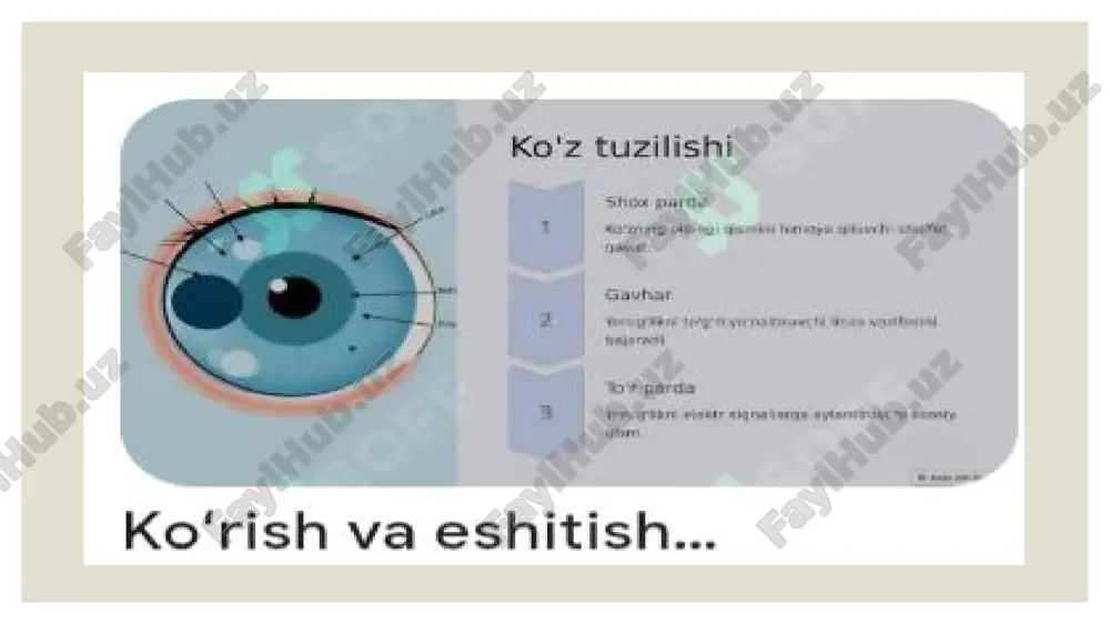 huqur tozalash nega tavsiya etilmaydi? a) tovushni yomon eshitadi b) quloq parda shikastlanishi mumkin ✅ c) yiring paydo bo‘ladi d) shovqin eshitiladi 8. ko‘z sog‘ligi uchun qaysi vitamin muhim? a) vitamin b b) vitamin a ✅ c) vitamin d d) vitamin k 9. eshitish organining muvozanatni saqlovchi qismi qayerda joylashgan? a) tashqi quloqda b) o‘rta quloqda c) ichki quloqda ✅ d) quloq suprasida 10. ko‘z va quloq kasalliklarining oldini olishda eng muhim omil nima? a) faqat dori ichish b) gigiyenik qoidalarga rioya qilish ✅ c) faqat dam olish d) baland tovush eshitish umumiy xulosa: ko‘rish va eshitish organlari inson hayotida juda muhim ahamiyatga ega bo‘lib, ular orqali biz atrof-muhitni idrok etamiz, o‘rganamiz va muloqot qilamiz. ko‘z bizga ranglar, shakllar va masofalarni ko‘rish imkonini bersa, quloq tovushlarni eshitish va muvozanatni saqlashga yordam beradi. ularning sog‘lom ishlashi uchun gigiyenik qoidalarga amal qilish zarur: ko‘zni toza saqlash, yetarli yorug‘likda ishlash, quloqni baland tovushlardan …