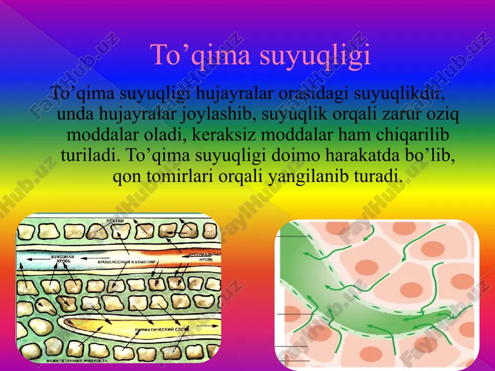 qon va uning vazifalari - Page 3