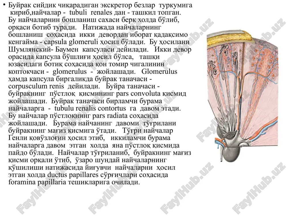 i kapillyar to'r oddiy bo'lib arteriola bilan venul orasida joylashadi. oddiy kapillyar to'r qon tomirlari buyrak tanachasidan chiqqanidan so'ng hosil bo'ladi va bu kapillyar to'ri buyrakn qon bilan ta'minlaydi. ajoyib kapillyar to'r esa ikki arteriol orasida bo'lib, buyrak tanachasining ichida joylashadi va bu to'r birlamchi siydikni ajratish vazifasini bajaradi. buyrak tanachasining ichki tuzilishi shumlyanskiy - baumen kapsulasi - capsula glomerulus - ning diametri 0.2 mm ni tashkil etadi. bu kapsulaing ichida 50 ta kapillyar koptokchani hosil etadi. buyrak nefronining uzunligi 35-50 mm ga teng bo'ladi. buyrak kapillyarlaridagi bosim nisbatan katta bo'lib, simob ustunining 70 mm ga teng bo'ladi. bosimning katta ekanligi, buyrak arteriyalarini qorin aortasidan ajralishi hisobiga va kapillyarlargacha masofaning qisqa bo'lishi hisobiga bo'ladi. buyrakdagi birlamchi siydik ajraladigan kapillyarning umumiy yuzasi 1. 5-2 kv. m ten bo'ladi. yukstoglomullyar tuzilma : kapillyar koptokchaga kiraetgan va afferens qon tomir devorida mioepitelial hujayralar joylashgan bo'lib, bu hujayralar koptokchaga kirayotgan arteriola devorini berkitib qo'yishi …
