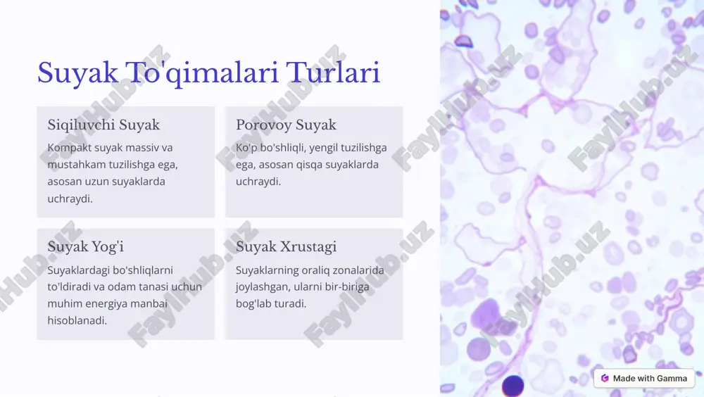 suyak tuzilishi - Page 3