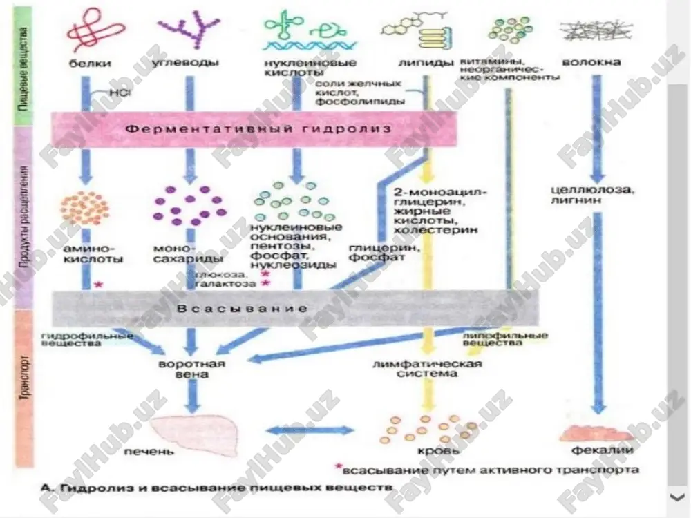 di 4) xolesterin va uning efirlari – ajratish 5) o’t pigmentlari – ajratish tibbiy va biologik kimyo kafedrasi ingichka ichak shirasi – ichak shilliq qavati hujayralari tomonidan ishlab chiqariladi. sutkalik normasi noaniq. ph i 6,5-7,8 atrofida. asosini suv va unda erigan moddalar tashkil qiladi. tarkibidagi moddalar va ularning vazifasi 1) aminopeptidazalar – oqsillarni n-oxiridan parchalaydi 2) dipeptidazalar – dipeptidlarni parchalaydi 3) α-glukozidaza (maltaza) - oligosaxaridlarni parchalaydi (asosan maltozani) 4) oligo-1,6-α-glukozidaza (izomaltaza) - izomaltozani parchalaydi 5) β-galaktozidaza – laktozani parchalaydi 6) saxaraza – saxarozani parchalaydi 7) tregalaza – tregalozani parchalaydi tibbiy va biologik kimyo kafedrasi ingichka ichak shirasi – (davomi) 8) ishqoriy fosfataza – fosfat kislota efirlarini gidrolizlaydi 9) nukleotidaza – nukleotidlarni parchalaydi 10) nukleozidaza – nukleozidlarni parchalaydi 11) fosfolipaza a1, c, d – fosfolipidlarni parchalaydi 12) enteropeptidaza (enterokinaza) – tripsinni aktivlaydi och ichakda asosan monosaxaridlar, monoglitserid, yog’ kislotalar, xolesterin, glitserin, aminokislotalar, vitaminlar va minerallar (masalan temir, kalsiy …) so’rilsa, yonbosh …