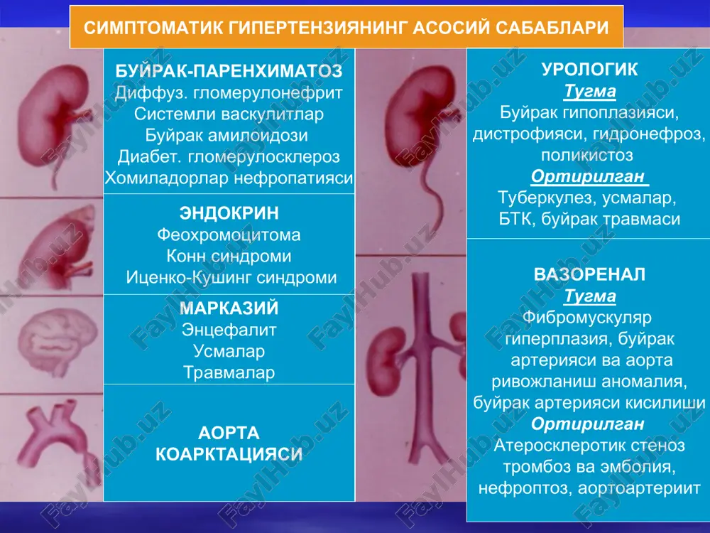 simptomatik gipertenziya vazorenal gipertenziya - Page 3
