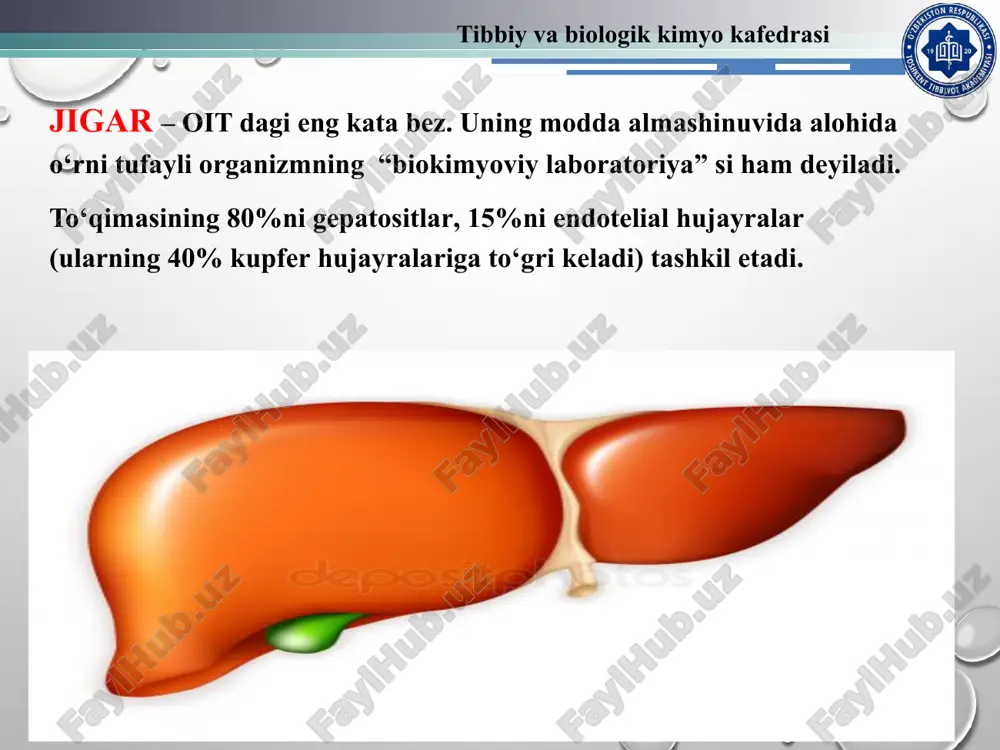 ni aminokislotalar almashinuvidagi roli 1) aminokislotalarning almashinuvi natijasida ularni energiya manbai sifatida sarflash; 2) almashadigan aminokislotalar sintezi 3) azot guruhini tutuvchi birikmalar va nuklein kislotalarni oddiy birikmalardan sintezlash; 4) aminokislotalar va azot tutuvchi moddalarni ajratib olib, azotli asoslar – adenin va guanindan siydik kislotasini, gemdan o‘t pigmentlarini hosil qilish 5) oqsillar meyoridan ko‘proq iste‘mol qilingan taqdirda ulardan hosil bo‘lgan ortiqcha miqdordagi aminokislotalarni glyukozaga aylantirish (glyukoneogenez) 6) aminokislotalardan keton tanachalarini sintezlaydi. 7) aminokislotalarning zararli metabolitlarini zararsizlantirish tibbiy va biologik kimyo kafedrasi jigarning oqsillar almashinuvidagi vazifasi qon plazmasidagi albuminlarning 75-90% , betta – globulinlarni 50% jigarda sintezlanadi. bulardan tashqari jigarda organizm uchun zarur bo‘lgan protrombin, fibrinogen, prokonvertin, proakselerin kabi qon ivishida qatnashuvchi oqsillar ham sintezlanadi. bu oqsillar quyidagi vazifalarni bajaradilar. - organizmning turli xujayralari uchun zarur moddalarni tashishda; - hujayralar hosil qilish uchun zarur plastik moddalar bilan ta‘minlash; - fermentlar, gormonlar bilan ta‘minlashda; - organizmdagi onkotik bosimni meyorida tutishda; - organizm ichki …
