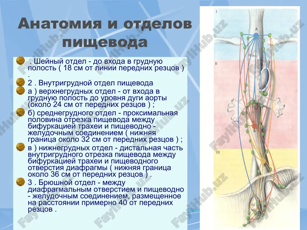 otdalennix metastazov (v pecheni ) nablyudayutsya obshaya slabost , istoshenie , malokrovie . k groznix oslojneniy raka pishevoda otnosyatsya krovotechenie i perforatsiya stenki pishevoda v sredostenie ( mediastinit ) ili traxeyu ( svish ) . diagnostika nalichie daje funktsionalnoy disfagii u lits pojilogo vozrasta pozvolyaet zapodozrit prejde vsego rak pishevoda . rubtsovie sujeniya pishevoda kak prichinu disfagii opredelyayut na osnove anamneza , xotya na fone rubtsovix izmeneniy mojet okazatsya i opuxol . anamnesticheski mojno postavit diagnoz lokalnogo rubtsovogo mediastinita (bolezn xantera ) , chto mojet bit sledstviem pnevmonii. osnovnimi metodami diagnostiki yavlyayutsya rentgenologicheskiy i endoskopicheskiy . pri rentgenoskopii viyavlyaetsya sujenie pishevoda s rigidnimi stenkami , peristaltika na urovne porajeniya otsutstvuet. chasto imeetsya suprastenotichne rasshirenie pishevoda . rentgenologicheskaya kartina zavisit ot formi rosta opuxoli. pri yazvennoy forme rosta mojno obnarujit depo bariya v stenke pishevoda . chasto protyajennost porajeniya mojno opredelit tolko rentgenologicheski . ezofagoskopicheskoy mojno uvidet sobstvenno opuxol ili ee …