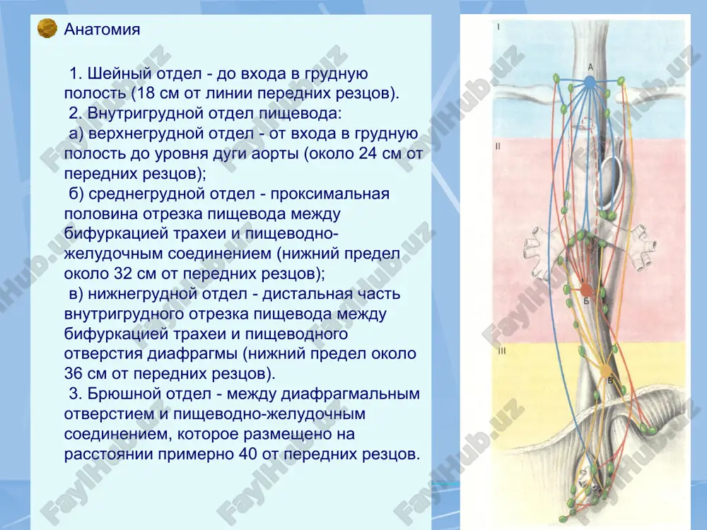 toshenie, malokrovie. k groznim oslojneniyam raka pishevoda otnosyatsya krovotechenie i perforatsiya stenki pishevoda v sredostenie (mediastinit) ili traxeyu (svish). * diagnostika nalichie daje funktsionalnoy disfagii u lits pojilogo vozrasta pozvolyaet zapodozrit prejde vsego rak pishevoda. rubtsovie sujeniya pishevoda kak prichinu disfagii opredelyayut na osnove anamneza, xotya na fone rubtsovix izmeneniy mojet okazatsya i opuxol. anamnesticheski takje mojno postavit diagnoz lokalnogo rubtsovogo mediastinita (bolezn xantera), chto mojet bit sledstviem pnevmonii. osnovnimi metodami diagnostiki yavlyayutsya rentgenologicheskiy i endoskopicheskiy. pri rentgenoskopii obnarujivaetsya sujenie pishevoda s rigidnimi stenkami, peristaltika na urovne porajeniya otsutstvuet. chasto imeetsya suprastenoticheskoe rasshirenie pishevoda. rentgenologicheskaya kartina zavisit ot formi rosta opuxoli. pri yazvennoy forme rosta mojno obnarujit depo bariya v stenke pishevoda. chasto protyajennost porajeniya mojno opredelit tolko rentgenologicheski. ezofagoskopicheski mojno uvidet sobstvenno opuxol ili ee kosvennie priznaki. pri etom vidno lish sujenie pishevoda, cherez kotoroe proyti nevozmojno, no rigidnost stenki pri issledovanii endoskopom, otsutstvie raspravleniya skladok pri razduvanii svidetelstvuyut …