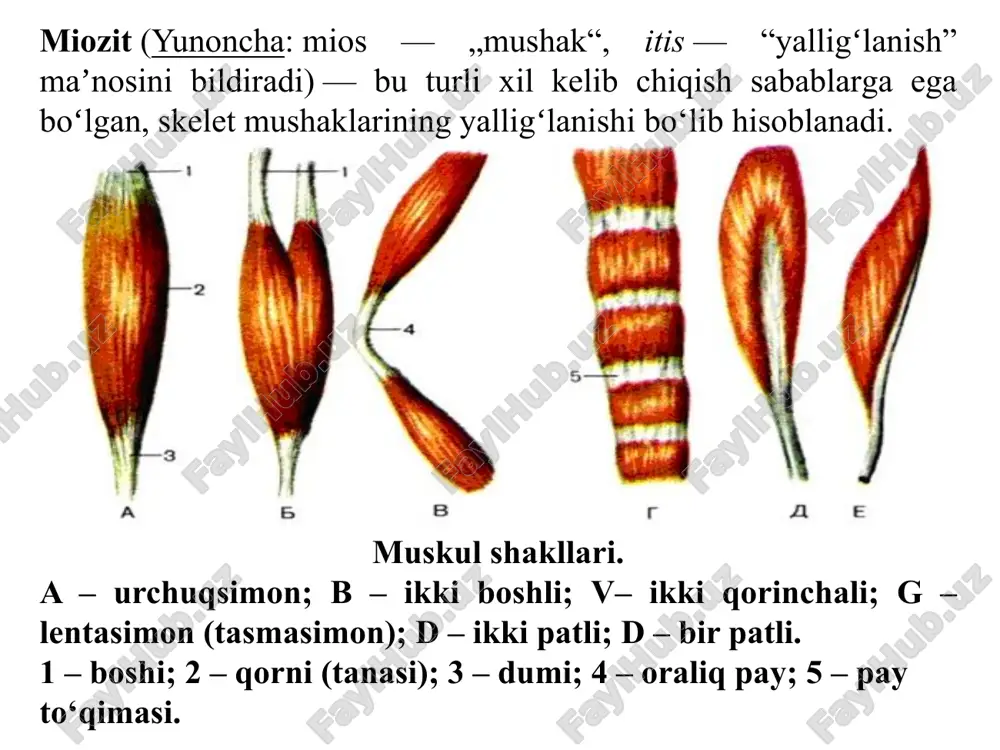 k bilan nurlantirish, diatermiya, ozoke­rit applikasiyalari) qo‘llanadi. zararlangan muskullar sohasiga kuniga 1–2 marta metilsalisilat, kamfora yoki novshandil spirti, bangidevona moyi, xloroformlardan turli variantlarda tayyorlangan davolovchi aralashmalari suriladi va issiq o‘rab qo‘yiladi. avval bo‘lib o‘tgan miozitlar asoratlarini yo‘qotishga qaratiladi. vibrasion massaj, fibrolizinning teri osti inyeksiyalari va to‘qimali terapiya, nuqtali kuydirish, ultratovushli muolajalar qo‘llanadi. eskirgan holatlarda davolash natija bermaydi. miozitda yuqori intensiv impulsli kvt-01 magnitoterapiya apparatini go‘llash e’tiboringiz uchun raxmat!!! image1.jpeg image2.jpeg image3.png image4.png image5.jpeg media1.mp4 media2.mp4 image6.png image7.png image8.png image9.png image10.png image11.png image12.png image13.png image14.png image15.jpeg image16.jpeg /docprops/thumbnail.jpeg