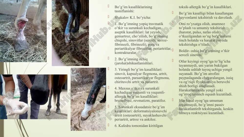 iydi, mayda boʼlkachalarga boʼlinadi va idish tubiga choʼkadi. davolash. infektsiya rivojlanishining oldini olish va jarayonni chegaralashga qaratiladi. novokain qamal usullari, antiseptik terapiya, magistral qon tomirlarga novokain antibiotik yuborish lozim. boʼgʼim ichiga diksazon, metadiksazon, gidrokortizon bilan 300-500 ming tb penitsillin bilan novokain aralashtirib yuboriladi. spirt-ixtiolli bogʼlam, quruq issiq qoʼllaniladi. boʼgʼim har kuni 2-3 kun davomida yuviladi. yiringli artrit. boʼgʼimni tashkil etgan barcha elementlarining yiringli yalligʼlanishi. yiringli artrit birlamchi va ikkilamchi boʼlishi mumkin. kirib boruvchi jarohat natijasida togʼay va kapsula shikastlanib mikroblar tushgandan keyin, yiringli yalligʼlanish kapsula va togʼayda rivojlanadi. togʼay loyqalinadi ayrim joylari shaklini yuqotadi va gʼadir-budir boʼlib qoladi. yiring suyakga oʼtib boʼshliqlarga kirib boradi. suyaklarning boʼgʼim yuzalarida yara va sekvestrlar paydo boʼladi. suyak nekrozi va osteomielit rivojlanadi. yemirilish jarayoni kapsula birikadigan joyda ogʼirroq kechadi suyak ustki qobigʼi shikastlanganda «ekzostoz» paydo boʼladi. boʼgʼim atrofidagi barcha toʼqimalar shikastlanishi bilan kechadigan yiringli artrit panartrit deb aytiladi. suyak toʼqimasi oʼsib ketishi bilan xarakterlangan yiringli …