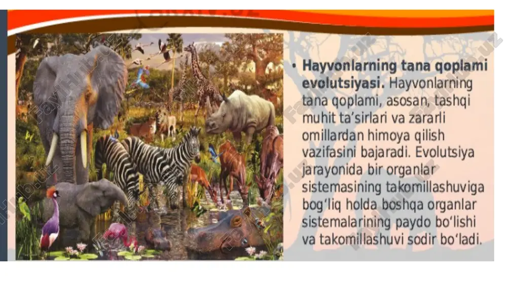 ri yuqoriga qayrilmaydi. mushuklar ham itlar ham to’rtta barmog’ining kaft suyaklarning boshchalarini yerga qo’yib yuradi. tana yuzasidan kuraklar ancha chikib turadi. to’sh suyagi ichkarida yotadi; uning ikkala tomonida esa elka suyaklarining muskullari bilan qoplangan boshchalari tashkari turtib chiqib turadi, tirsak va kaft usti teri ostida relefli bo’ladi. yirtqichlarda kaft bilan falangalar tuyoqlilarga qaraganda kamroq releflidir. yirtqichlar yozilgan barmoqlari va kaft suyaklariaing boshchalari bilan yerga oyoq bosadi. yirtqichlarda kaft suyaklari to’rtta, barmoqlar ham to’rtta bo’ladi. odam, maymun, ayiq butun oyoq panjasini erga qo’yib yuradi. skeletning orqa tomonida chanoq suyaldari-yonbosh suyagi, kuymich do’mboqlari; sonda katta ko’st do’nglari tizza qopqohi, boldirda esa do’nglar va ikala to’piq turtib chiqib turadi. oyoq panjasida tovon do’mbohi yakkol ko’zga tashlanadi. sut emizuvchilarning bo’g’imlarida bo’ladigan harakatlari odamda bo’ladigan harakatlari bir hil. kurak ko’krak qafasi bo’ylab sirg’anib boradi, oldingi oyoq tanani ko’tarib, tayanganida asosiy yukni kurak ko’tari. mana shunday hollarda kuraklar oyoq yuzasi ustida galma-gal ko’tarilib, past tushib turadi, …