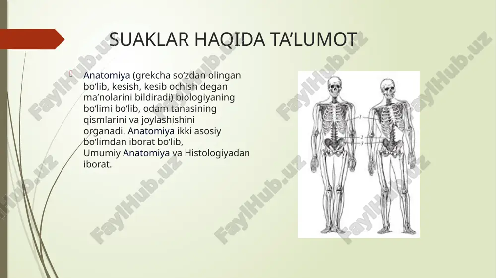 osteologiya - Page 3