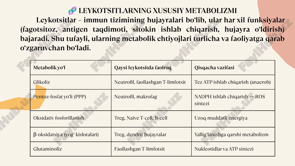 teliyasiga zarar yetkazadi mikrobiotaning balansiga ta’sir qiladi → disbioz paydo bo‘ladi klinik misollar: crohn kasalligi yoki yallig‘lanishli ichak kasalliklarida t-limfotsitlar giperfaol bo‘ladi sitokinlar ichak epiteliyasining o‘zini yangilashini sustlashtiradi → yara va qon ketish 🧬 5. endokrin tizimga ta’siri leykotsitlar metabolizmi qanday bog‘liq: tnf-α va il-6 insulin signal yo‘lini bloklaydi → insulin qarshiligi kortizol ishlab chiqarilishi oshadi → immun reaktsiyalarni tormozlaydi, lekin metabolizmga salbiy ta’sir qiladi klinik misollar: semizlikda yog‘ to‘qimalarida makrofaglar ko‘payib, doimiy yallig‘lanish holati yuzaga keladi 2-tip diabet – yallig‘lanish bilan kechuvchi insulin signalining buzilishi asosiy rol o‘ynaydi 🧾 xulosa leykotsitlarning metabolizmi faqat yallig‘lanish jarayonlari bilan cheklanmay, balki butun organizm tizimlariga chuqur ta’sir ko‘rsatadi. ular tomonidan ishlab chiqariladigan sitokinlar, reaktiv kislorod shakllari (ros) va boshqa mediatorlar asab tizimidan tortib yurak-qon tomir, nafas, ovqat hazm qilish va endokrin tizimlar faoliyatini o‘zgartirishi mumkin. o‘tkir yallig‘lanish holatlarida bu ta’sirlar muhim himoya mexanizmlarini tashkil etsa-da, surunkali va nazoratsiz faollashgan leykotsitlar neurodegenerativ kasalliklar, gipertenziya, …