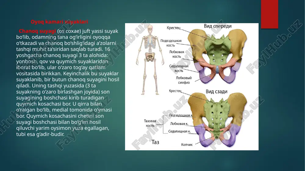 ir suyagi; 11–kichik boldir suyagining boshchasi; 12–kichik boldir suyagi boshchasining uchi; 13–katta boldir suyagining lateral do‘ngligi katta boldir suyagining (tibia,) tanasi va ikki uchi tafovut qilinadi. uning yuqori (proksimal) uchi kengaygan bo‘lib, medial va lateral do‘nglikbor. bu do‘ngliklarning ustki tomonida son suyagini pastki uchi bilan bo‘g‘im hosil qiluvchi botiqroq yuqorigi bo‘g‘im yuzasi joylashgan. katta boldir suyagining do‘ngliklarining bo‘g‘im yuzasi o‘zaro do‘nglararo tepalik bilan ajralgan. kichik boldir suyagi (fibula,) katta boldir suyagiga nisbatan ingichka bo‘lib uchlari yo‘g‘onlashgan. uning yuqorigi uchida kichik boldir suyagi boshchasi va uning uchi, medial tomonida esa katta boldir suyagiga birikadigan kichik boldir suyagi boshchasining bo‘g‘im yuzasi joylashgan. pastga tomon boshcha torayib kichik boldir suyagi bo‘yinchasini hosil qilib suyak tanasiga o‘tadi. oyoq panjasining suyaklari (ossa pedis) xuddi qo‘l panjasiga o‘xshab kaft usti soha suyaklari, oyoq kafti suyaklari va barmoq suyaklaridan iborat. kaft usti soha suyaklari (ossa tarsi) ikki qator joylashgan 7 ta g‘ovak suyakdan iborat. orqa (proksimal) qatorda …