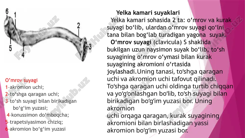 ning bigizsimon o‘siqchasi; 7–oldingi qirra; 8 oldingi yuza; 9–bo‘g‘im gir aylanasi. bilak suyagining (radius) yuqorigi nisbatan kichik uchida bilak suyagining boshchasi joylashgan. boshchaning ust tomonida yelka suyagi boshchasi bilan bo‘g‘im hosil qiladigan yassi bo‘g‘im chuqurchasi bor. bilak suyagi tanasi uch qirrali. unda uchta: oldingi yuza , orqa yuza va lateral yuza bo‘lib, ular o‘zaro uchta oldingi qirra, orqa qirra va suyaklararo qirra orqali bir-biridan ajralib turadi. kaft suyaklari kaft suyaklari (ossa manus) kaft usti sohasi, qo‘l kafti va barmoq suyaklariga bo‘linadi. kaft usti sohasi suyaklari (ossa carpi) turli shakldagi ikki qator joylashgan 8 ta mayda g‘ovak suyaklardan iborat. yuqori (prok si mal) qator bosh barmoq tomon dan hisoblaganda qayiqsimon, yarim oysimon, uch qirrali va no‘xatsimon suyaklar; pastki (distal) qator trapetsiya suyagi, trapetsiyasimon suyak, boshchali suyak va ilmoqli suyakdan tashkil topgan. qo‘l kafti suyaklari (ossa metacarpalia) 5 ta kalta naysimon suyakdan iborat. har bir kaft suyagining asosi, tanasi va boshchasi tafovut …