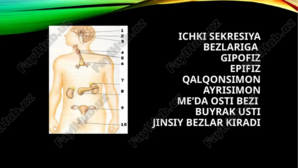 rakki, androgenlar kuchli anabolik ta’sirga egadir: barcha to'qimalarda, ayniqsa, muskullarda oqsil biosintezini stimullaydi, natijada tana vazni oshadi. androgenlaming bu ta’siridan, ayniqsa, sportchilar, ulaming analoglaridan (anabolik steroidlar) foydalanishadi. ammo hozir ulami ishlatish sog’liq uchun zararli ekanligi aniqlangan. ayollar jinsiy gormonlari-estrogenlar ayollar jinsiy gormonlarining asosiy sintezlanadigan joyi tuxumdonlar va sariq tanachadir. hozirgi vaqtda kimyoviy tuzilishi va biologik funksiyasi bilan farq qiladigan ikki guruh ayollar jinsiy gormonlari topilgan: esterogenlar (asosiy vakili — estradiol) va progestinlar (asosiy vakili-progesteron). estron (follikulin) va estriol estradiolning unumlaridir. estrogenlar — progesteronning ishlab chiqarilishi siklik xarakterga ega boiib; siklning birinchi fazasida estrogenlar, ikkinchi fazasida esa progesteron sintezlanadi. bu gormonlaming ham o'tmishdoshi xolesterindir.shuni ham ta’kidlash kerakki, homiladorlik paytida ayol organizmida estrogenlar va progesteron ishlab chiqaruvchi yana bir a’zo platsenta (yo'ldosh) bo‘lib, bu a’zo homila bilan birgalikda, ya’ni fetoplatsentar kompleks (lotincha foetus, homila demakdir) shaklida faoliyat ko'rsatadi. estrogen va progesteronning asosiy biologik omili ayol organizmining reproduktiv funksiyasini ta’minlashdir. e’tiboringiz uchun rahmat! …