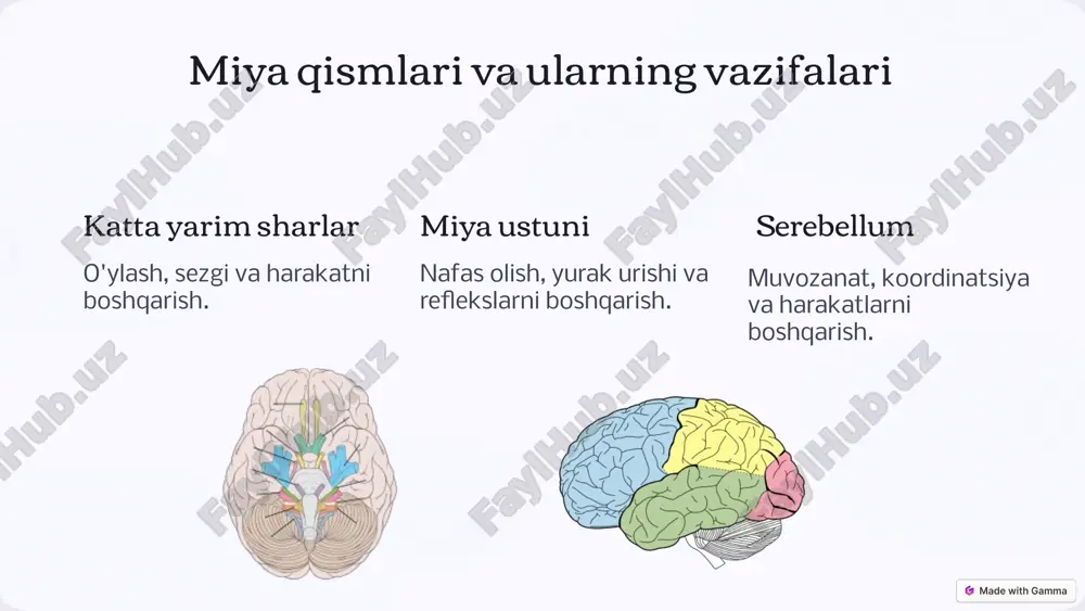 miya faoliyati va uning tuzilishi - Page 3
