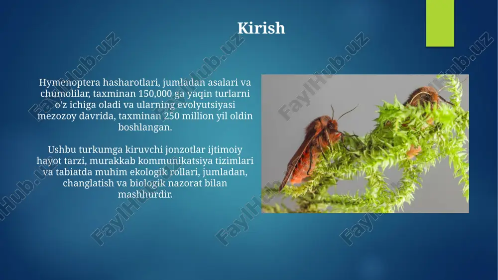 a 20 milliard dollardan ortiq foyda keltiradi, lekin chaqishi allergik reaksiyalarga sabab bo‘lishi mumkin. ayrim hymenoptera turlari, xususan, pashshalar zararkunandalarga biologik nazorat vositasi sifatida ishlatiladi, bu esa 30 foizgacha pestitsidlardan foydalanishni kamaytirishga yordam beradi. himoya va saqlash himoya choralariga zararkunanda turlariga qarshi kurashish, biologik nazoratni kuchaytirish, 5000 dan ortiq foydali turlarni muhofaza qilish kiritiladi. saqlash uchun tabiiy yashash joylarini asrash, pestitsidlardan foydalanishni kamaytirish, 200 dan ortiq himoyaga muhtoj turlarni aniqlash zarur. xulosa hymenopteralarning evolyutsion muvaffaqiyati ularning ijtimoiy hayot tarzi bilan bog'liq bo'lib, bu yerda naslni parvarish qilish va vazifalarni taqsimlash 75% samaradorlikni ta'minlaydi. o'simliklar bilan himenopteralarning o'zaro ta'siri ekologik jihatdan muhim; masalan, 80% dan ortiq ekinlarning changlanishi himenoptera turkumiga kiruvchi hasharotlar, xususan, asalari tomonidan amalga oshiriladi. e'tiboringiz uchun rahmat image6.png image7.jpg image8.jpg image9.jpg image10.jpg image11.jpg image12.jpg image13.jpg image14.jpg image15.jpg image16.jpg image17.jpg image18.jpg image2.png image3.png image4.png image5.png