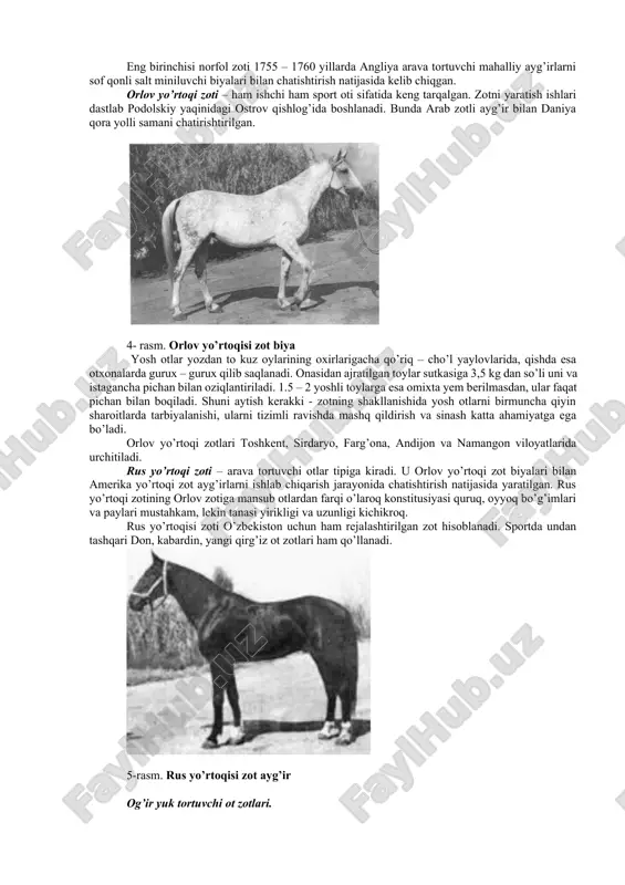 isqaroq; boshi quruq, yengil, uzunchoq, to’g’ri va ozroq botiq bo’lishi mumkin; bo’yni uzun va muskuldor; qarchig’ayi uzun va baland; beli kalta, lekin oriqroq, orqasi kalta va to’g’ri, sag’risi tuxumsimon; muskullari yaxshi rivojlangan; ko’kragi torroq, lekin chuqur, oyoqlari uzun, quruq. bu ot tez yetiladi, sharoitga tez moslashadi va ozuqaga juda talabchan. o’zbekistonda sof qonli salt miniluvchi ot zoti va uning duragaylari toshkentdagi № 68 – ot zavodida urchitilgan. yuqorida aytib o’tilgan ot zotlaridan tashqari salt miniluvchi ot zotlariga don. budyonov, kustanay, terskiy, qorabair zotlari ham kiradi. 3-rasm. qorabayir zot ayg’ir yo’rtoqi ot zotlari. eng birinchisi norfol zoti 1755 – 1760 yillarda angliya arava tortuvchi mahalliy ayg’irlarni sof qonli salt miniluvchi biyalari bilan chatishtirish natijasida kelib chiqgan. orlov yo’rtoqi zoti – ham ishchi ham sport oti sifatida keng tarqalgan. zotni yaratish ishlari dastlab podolskiy yaqinidagi ostrov qishlog’ida boshlanadi. bunda arab zotli ayg’ir bilan daniya qora yolli samani chatirishtirilgan. 4- rasm. orlov yo’rtoqisi …