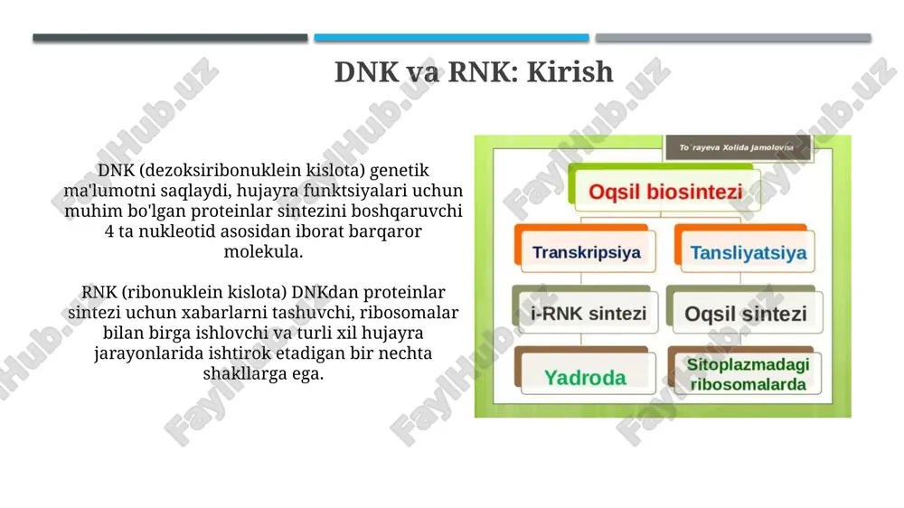 oqsilbiosintezida dnk va rnk ni roli - Page 3
