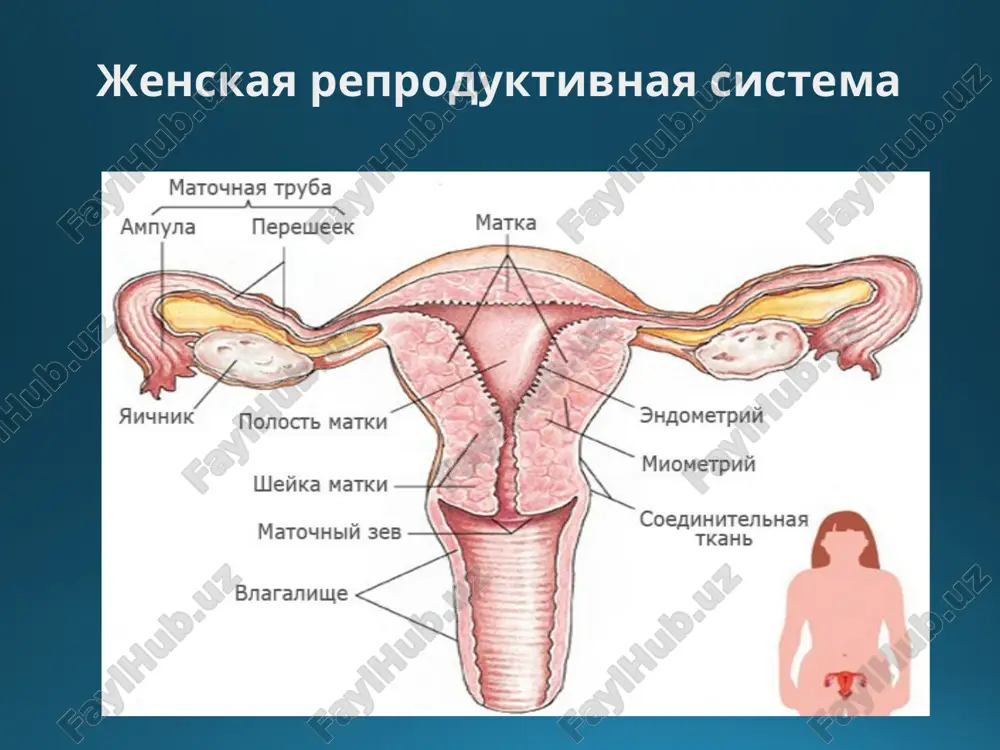 tkaney metodika imeet osoboe znachenie v diagnostike raka prostati sagittalniy srez poperechniy srez 1 - mochevoy puzir 4 - perifericheskaya zona 2 - pryamaya kishka 5 - semennie puzirki 3 - tsentralnaya zona pj 6 – uretra mrt organov mujskogo malogo taza radionuklidniy metod v issledovanii polovix organov etot metod imeet vspomogatelnoe znachenie spetsificheskim mechenim metabolitom, primenyaemim pri pet v diagnostike raka prostati, schitaetsya 11s-atsetat natriya, kotoriy izbiratelno nakaplivaetsya v opuxoli i ee metastazax dlya poiska ne opustivshegosya yaichka mojno primenyat perfuzionnuyu stsintigrafiyu: skanirovanie s 99mts-pertexnetatom natriya luchevaya semiotika zabolevaniy mujskix polovix organov kriptorxizm: uzi, kt, mrt: vizualizatsiya ovoidnogo obrazovaniya po puti opusheniya yaichka radionuklidnaya diagnostika: fiksatsiya rfp v tkani ne opustivshegosya yaichka v proektsii paxovogo kanala a) mr-tomogramma, t2-vi: levoe yaichko v paxovom kanale (strelka) b) staticheskaya perfuzionnaya stsintigramma: levoe yaichko v paxovom kanale (strelka) striktura uretri rentgenovskaya uretrografiya pozvolyaet opredelit uroven i protyajennost strikturi uzi, kt-uretrografiya, mr-uretrografiya pozvolyayut …