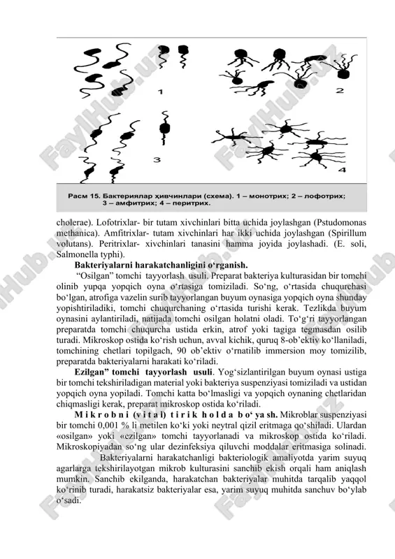 davomida fuksinning suvli eritmasi tomiziladi. 3. suv bilan yuviladi, havoda quritiladi va mikroskop (immersion sistemada) ostida ko‘riladi. bunda kapsulali bakteriyalar tush bilan bo‘yalmaydi va qora fonda ularning kapsulali tanalari chegaralanib qoladi, fuksin bilan bo‘yalganda ularni tanasi qizil rangga bo‘yaladi, bo‘yalmagan kapsulalar esa qorapushti rang ostida ajralib turadi. bakteriyalarni harakatchanligi, xivchinlari. bakteryalarni harakatlari bir necha ko‘rinishda bo‘lishi mumkin; suzib yuruvchi, sirg‘anuvchi, sudraluvchi, o‘rmalovchi. bakteriyalarni harakati xivchinlari hisobiga ro‘y beradi. bakteriyalarni xivchinlari ingichka, uzun oqsil ipchalari bo‘lib, diametri 12-30 nm, uzunligi esa 6-9 dan 80 nm gacha bo‘lishi mumkin. xivchin tarkibida flagellin oqsili bo‘lib, u qisqarish xususiyatiga ega. xivchinlar bakteriya tanasida joylashuviga qarab 4 guruhga bo‘linadi (rasm 15). monotrixlar- bitta xivchini polyar joylashgan (v. cholerae). lofotrixlar- bir tutam xivchinlari bitta uchida joylashgan (pstudomonas methanica). amfitrixlar- tutam xivchinlari har ikki uchida joylashgan (spirillum volutans). peritrixlar- xivchinlari tanasini hamma joyida joylashadi. (e. soli, salmonella typhi). bakteriyalarni harakatchanligini o‘rganish. “osilgan” tomchi tayyorlash usuli. preparat bakteriya …