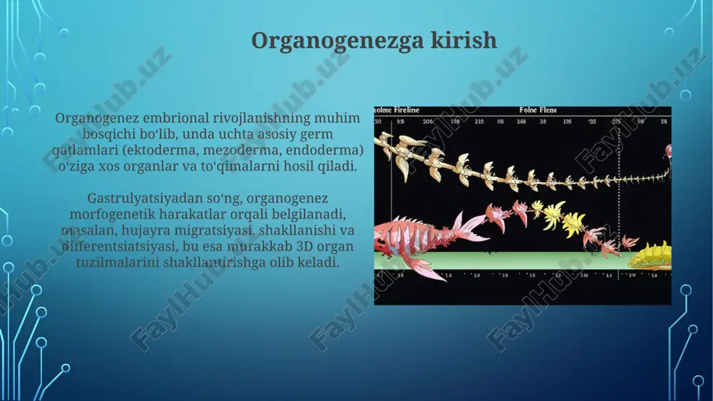 siy hujayralar (pgc) embrional rivojlanishning dastlabki bosqichlarida, odatda 3-4 haftalarda paydo bo'ladi va jinsiy bezlarga ko'chib o'tadi, u yerda gametogenezni boshlaydi. jinsiy bezlarning differentsiatsiyasi sry geni (y xromosomasida) ishtirok etadi, bu gen moyaklarning rivojlanishini qo'zg'atadi; aks holda, 7-9 haftalarda tuxumdonlar hosil bo'ladi. limbogenez: qo'l-oyoqlarning rivojlanishi limbogenez mezodermadan boshlanadi, u erda tana devorining lateral mezodermasi 4-haftada oyoq kurtaklarini hosil qiladi, bu esa oyoqning asosiy tuzilishini belgilaydi. apikal ektodermal qirrasi (aeq) oyoq kurtagining distal uchida joylashgan bo'lib, fibroblast o'sish omili (fgf) signallarini ishlab chiqaradi, bu esa oyoq o'sishi va rivojlanishini ta'minlaydi. organogenezning buzilishlari va tug'ma nuqsonlar teratogenlar, masalan, dorilar yoki radiatsiya, homiladorlikning 3-8 haftalarida organogenez davrida jiddiy nuqsonlarni keltirib chiqarishi mumkin, chunki bu davrda organlar shakllanadi. nerv nayining yopilishidagi nuqsonlar, masalan, spina bifida, foliy kislotasi yetishmasligi bilan bog'liq bo'lishi mumkin; homiladorlikdan oldin foliy kislotani qabul qilish xavfni kamaytiradi. e'tiboringiz uchun rahmat image3.png image4.jpg image5.jpg image6.jpg image7.jpg image8.jpg image9.jpg image10.jpg image11.jpg image12.jpg image13.jpg …