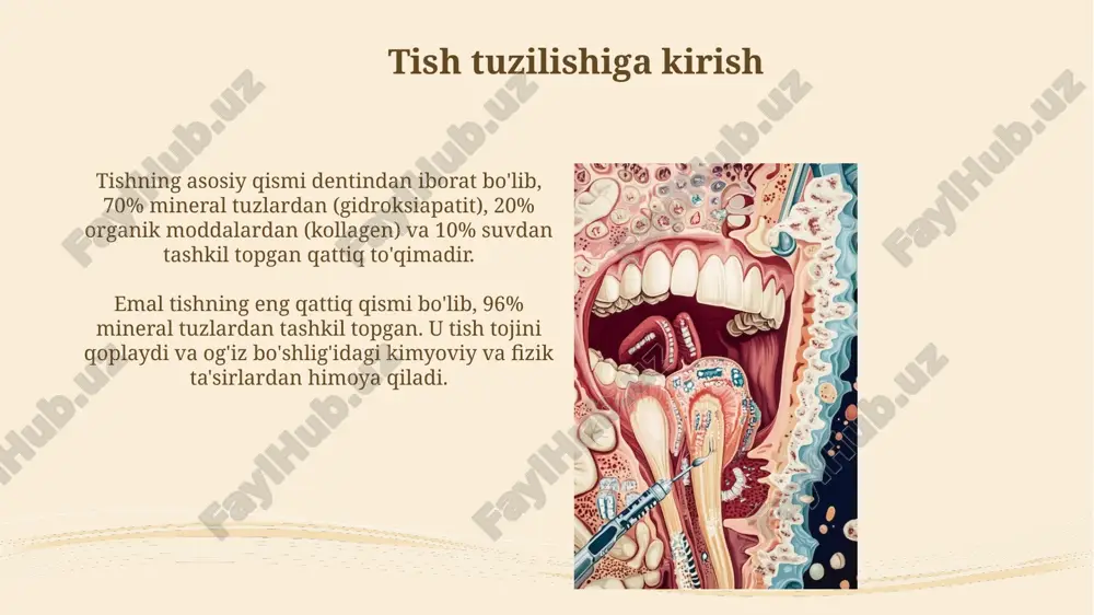 iborat. unda dentinal kanalchalar bo'lib, pulpadan nerv impulslarini o'tkazadi. tishlarning turlari va funksiyalari kesuvchi tishlar (8 ta) ovqatni kesish uchun mo'ljallangan, ularning ingichka qirrasi tishlash va kesish jarayonida samarali ishlaydi, shuningdek nutq hosil bo'lishida muhim rol o'ynaydi. qoziq tishlar (4 ta) yirtqich tishlar bo'lib, oziq-ovqatni ushlab turish va yirtish uchun xizmat qiladi, ular og'iz burchaklarida joylashgan bo'lib, yuzning shaklini belgilashda muhim. tishlarning rivojlanishi tish rivojlanishi embrional hayotning 6-haftasida boshlanadi, ektomezenshima va og'iz epiteliysining o'zaro ta'siri natijasida tish kurtaklari hosil bo'lishi bilan xarakterlanadi. ameloblastlar emalni ishlab chiqaradi, odontoblastlar dentinni hosil qiladi va sementoblastlar tish ildizini qoplaydigan sementni sintez qiladi; bu jarayonlar tish shakllanishining asosiy bosqichidir. tishlarni qon bilan ta'minlash yuqori jag' tishlari yuqori alveolyar arteriyadan, uning shoxlari orqali qon oladi; bu arteriya infraorbital arteriyadan ajralib chiqadi va qon bilan yaxshi ta'minlaydi. pastki jag' tishlari pastki alveolyar arteriya orqali qon bilan ta'minlanadi. bu arteriya ichki maksiller arteriyadan chiqadi va jag' kanalidan o'tib, …