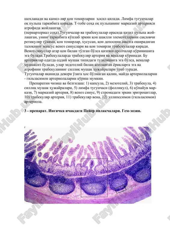 rkin eritrotsitlar, 10) trabekulyar arteriya, 11) trabekulyar vena, 12) ellipssimon (gilzasimon) arteriola. 3 - preparat. ingichka ichakdagi peyer pilakchalari. gem-eozin. yonbosh ichakdagi kichik (yuqorida) va katta (pastda) kattalikdagi peyer pilakchalari. gem-eozin. kichik o'lchamda ingichka ichakning ko'ndalang kesimida uning quyidagi pardalari ko'rinadi: shilliq, shilliq osti, mushak va adventitsiya. shilliq pardada vorsinka va kriptalar joylashgan, ularning orasida juda yirik limfoid follikullar ko'rinadi, ular shilliq osti pardasigacha davom etadi. bunday follikullarning guruhlari peyer pilakchalari deb ataladi va ichakning immun sistemasi tarkibiga kiradi. peyer pilakchalarining ustki yuzasida odatda vorsinkalar bo'lmaydi, shilliq parda bir qavatli tsilindrsi-mon jiyakli epiteliy bilan qoplangan. limfa tugunchasi odatiy tuzilishga ega, t-tobe soha tugunchalar orasida joylashgan. preparatni katta o'lchamda chizish va belgilash: 1) peyer pilakchasi, 2) limfa follikuli (tugunchasi), 3) ko'payuv markazi, 4) vorsinka, 5) kripta, 6) shilliq osti parda, 7) mushak parda, 8) seroz parda. image1.png image2.png image3.jpeg image4.jpeg