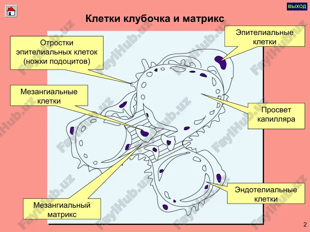 hikastlanishi bilan kechadi. pielonefrit bilan kasallanish etiologiyasi ichak tayoqchasi – 75% protey – 10 – 15% enterokokk stafilokokk streptokokk klebsiela kandida ureoplazma urealitikum mikoplazma aralash etiologiya – 22% infektsiyalarning buyrakka o'tish yo'llari gematogen limfogen siydik yo'llari devorlari orqali siydik qopi va siydik naylari reflyuksi sababli. patogenez moyillik tug'diradi: immunitetning pasayishi gipovitaminoz sovuq qotish boshqa surunkali kasalliklar borligi. organizning massiv infitsirlanishi urostazga olib keluvchi siydik ajralishini buzilishi (siydik naylarini torayishi, nefroptoz va b.) siydik qopini neyrogen disfunktsiyasi (kandli diabet, orka miya kasalliklari va b.) xomiladorlik (siydik naylarini ezilishi) pielonefrit tasnifi patogenezi bo'yicha: birlamchi; ikkilamchi: obstruktiv, anatomik anomaliyalarda; buyraklar dizembriogenezida; dismetabolik nefropatiyalarda kechishi bo'yicha: 1. o'tkir; 2. surunkali; 3. manifest retsidivlanuvchi shakli; 4. latent shakli; davri bo'yicha: avj olish (faol); alomatlarini orqaga qaytishi (qisman remissiya); remissiya (klinik-laborator) buyraklar faoliyatini saqlagnaligi bo'yicha: buyraklar funktsiyasi buzilmagan; buyraklar funktsiyasi buzilgan; surunkali buyrak etishmovchiligi; klinikasi o'tkir pielonefrit umumiy alomatlari – sovuq qotish bilan isitmalash, artralgiyalar, mialgiyalar, …