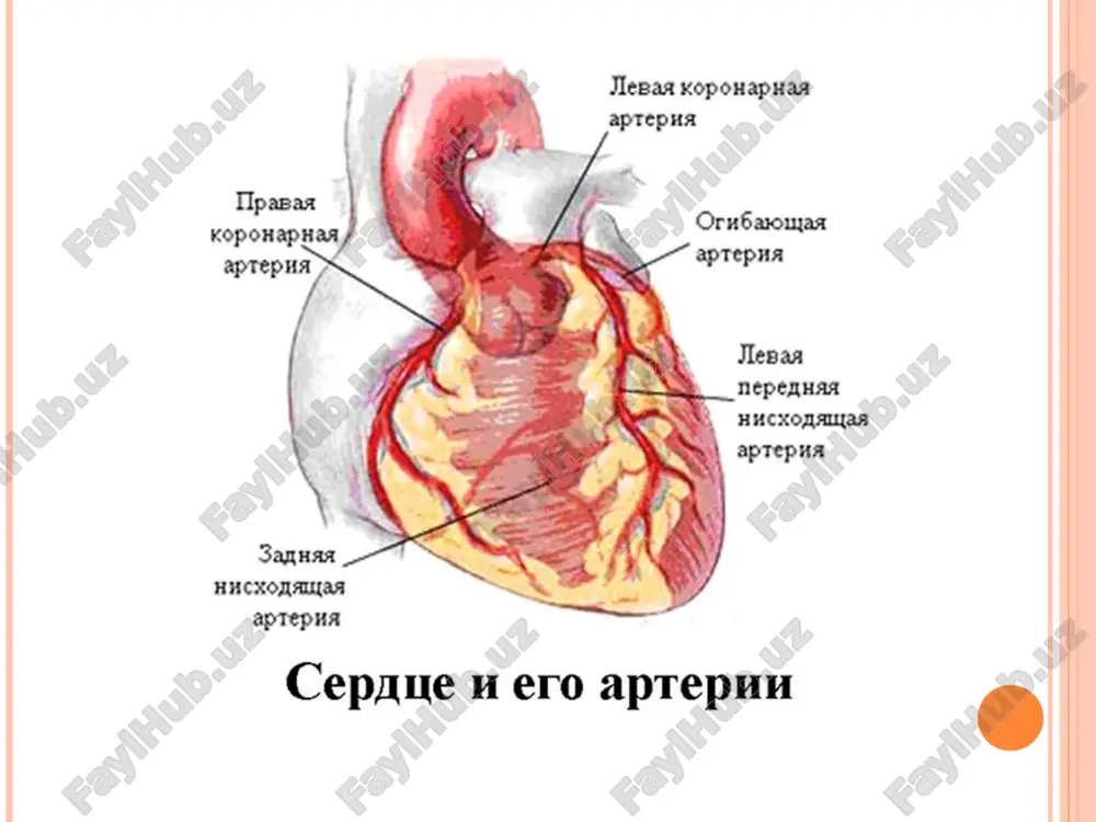 lashishiga bo'yicha: 1. chap qorincha infarkti (oldingi, orqa yoki pastgi, to'siqda) 2. o'ng qorincha infarkti. klinik variantlar og'riqli (status anginosus) kasallikning tipik klinik kechishida, asosan anginoz og'riq kuzatiladi, ushbu og'riq tananing holatiga, vaziyatiga, pozasiga, harakat va nafasga bog'liq bo'lmaydi, nitratlar yordam bermaydi to'sh ortida, to'shning devori oldidagi og'riq, bosuvchi, bo'g'uvchi, kuyuvchi xarakterga ega bo'lib, asosan elka, bo'yin, qo'l, bel va epigastral sohalarga tarqalishi mumkin yuqoridagi klinik belgilar gipergidroz, keskin xolsizlik teri rangini oqarishi, qo'zg'aluvchanlik, xarakat bezovtaligi bilan birgalikda kuzatiladi abdominal (status gastralgicus) epigastral og'riqlar dispeptik o'zgarishlar bilan birgalikda – ko'ngil aynash, qusish, xichiqoq, kekirish, qorinni keskin dam bo'lishi bilan birgalikda kuzatiladi epigastral sohani paypaslaganda og'riq, qorin devorlarini taranglashishi va og'riq belga tarqalishi mumkin klinik variantlar (davomi) atipik og'riqlar og'riqli sindrom joylashuviga qarab (masalan: tarqalish zonalari – tomoq, pastki jag', elka, qo'l va boshqa), atipik xarakteriga ega bo'ladi astmatik (status astmaticus) ushbu holatda asosiy belgi nafas siqish xuruji bo'lib, o'tkir yurak …