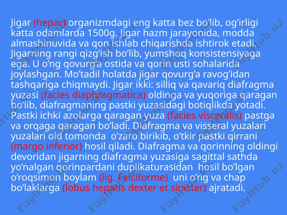 a o’tib ketadi. jigarning pastki chegarasi o’ng x qovurg’aning oralig’idan chapga qarab o’ng qovurg’a rovog’i bo’ylab chap viii qovurg’a to’g’ayining vii qovurg’a to’g’ayiga birikkan joyigacha boradi. jigar o’rta ichak boshlang’ich entodermal epiteliyidan rivojlanadi. jigar kurtagi homila hayotining uchinchi haftasida o’rta ichak ventral devorida bo’rtma shaklida paydo bo’lib, uni jigar ko’rfozi deyiladi. bu bo’rtma dastlab umumiy bo’lib , so’ngra ikkiga: yuqori va pastki bo’rtmalarga bo’linadi. yuqori bo’rtmadan jigar nayi va jigarning bez to’qimasi rivojlansa, pastki bo’rtmadan o’t pufagi rivojlanadi. umumiy bo’rtma esa keyinchalik umumiy o’t yo’liga aylanib ketadi. yuqorigi bo’rtma juda tez o’sib, oshqozonning ventral tutqichi ichiga o’sib kiradi. va u bilan birikkan to’siqni ikkiga ajratadi. pastda oshqozon kichik egriligi bilan jigar o’rtasida o’roqsimon boylam hosil bo’ladi. jigar kurtagi shoxlanib jigarning bez to’qimasi ustunlari hosil bo’ladi. bu ustunlarni tuxum sarig’i tutqich venasi tarmoqlari o’raydi va jigar kurtagining qon bilan taminlanishi rivojlanganidan so’ng u tez o’sadi. image3.jpg image4.jpeg image5.jpg image6.jpg image7.jpg image8.jpg …