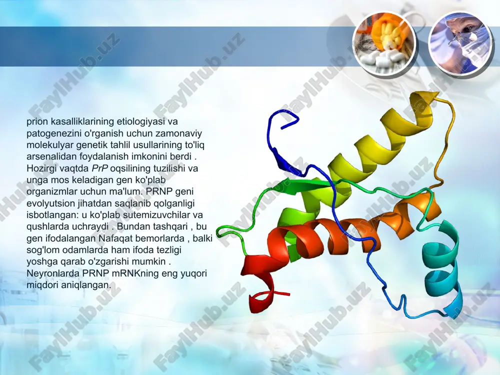 li epidemiyasi ehtimolini istisno qilmaydigan prognozlar mavjud . , hozirgi vaqtda aniqlanishi mumkin bo'lgan ushbu kasalliklarning oilaviy va yatrogenik variantlarini rivojlanishi uchun xavf guruhlari mavjudligi bilan bog'liq . eng istiqbolli davolash usullaridan biri profilaktika bo'lib ko'rinadi. transformatsiyalar prpc prpc tuzilishini bog'lovchi faol modda bilan barqarorlashtirish yoki molekulyar chaperon vazifasini bajaradigan protein x ta'sirini o'zgartirish orqali prpsc ga aylantirilishi mumkin . qaysi dori samaraliroq bo'lishini aniqlash kerak: prpc-ni bog'laydigan yoki prpc tuzilmasini asosiy polimorfik qoldiqlar bilan taqlid qiladigan , bu scrapie va cjd ning oldini olishi mumkin. shuni ta'kidlash kerakki, prion shakllanishining oldini olish uchun mo'ljallangan vositalar qon-miya to'sig'iga kirib borishi kerak. prion kasalliklarini davolashning mumkin bo'lgan terapevtik yondashuvi prp darajasini pasaytirish orqali insonga zarar etkazmasdan odamlarda prp darajasini pasaytirish bo'lishi mumkin . mrnk oligonükleotidlar yordamida kasallik belgilarining boshlanishini kechiktirishi mumkin. odam prion kasalliklari diagnostikasi va prion proteinining ko'rsatishi. prion kasalliklari, xususan, sigirlarning shimgichli ensefalopatiyasi va creutzfeldt - jakob kasalligi diagnostikasi …