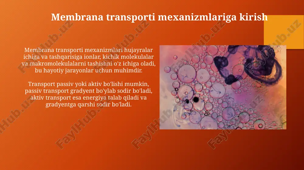 ularning inaktivatsiyasi saraton rivojlanishiga olib kelishi mumkin. rb (retinoblastoma) geni hujayra siklini g1 dan s fazaga o'tishini to'xtatadi; rb mutantlari nazoratsiz o'sishga olib keladi. o'sma suppressor genlarining funktsiyalari o'sma suppressor genlar hujayra o'sishini nazorat qilishda muhim rol o'ynaydi, siklinlarga bog'liq kinazalar (cdklar) faolligini inhibe qiladi va g1 fazasidan s fazasiga o'tishni to'xtatadi. rb geni kabi o'sma suppressor genlar e2f transkripsiya faktorini bog'lash orqali hujayra siklini boshqaradi, bu esa hujayralarning nazoratsiz ko'payishining oldini oladi va barqarorlikni ta'minlaydi. o'sma suppressor genlarining inaktivatsiyasi o'sma suppressor genlarining inaktivatsiyasi, masalan, rb1, hujayra siklini nazoratini buzadi, g1 fazasidan s fazasiga o'tishni to'xtata olmaydi, nazoratsiz o'sishga olib keladi. genetik mutatsiyalar, epigentik modifikatsiyalar (dnk metillanishi) yoki heterozigotlikni yo'qotish (loh) kabi jarayonlar o'sma suppressor genlarning funktsiyasini yo'qotadi va xavfli transformatsiyaga olib keladi. apoptozga kirish apotozga kirish mitoxondriyalarda sitoxrom c ning ajralib chiqishi bilan bog'liq bo'lishi mumkin, bu esa kaspaza 9 ni faollashtiradi va kaskad reaktsiyasini boshlaydi. hujayra ichidagi stress …
