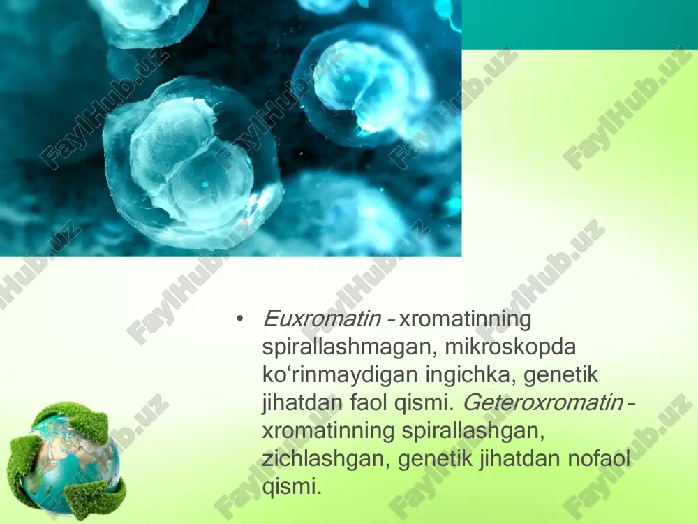 ayralarning o‘ziga xos bo‘linishi bo‘lib, bu bo‘linish natijasida hosil bo‘ladigan hujayralarda xromosomalar soni ikki hissa kamayadi. meyoz ham mitoz singari interfazadan boshlanadi. interfazada xromosomalar ikki hissa ortadi. • metafaza i da xromosomalar o‘z sentromerlari bilan birgalikda ekvator tekisligi bo‘ylab joylashadi. anafaza i da gomologik xromosomalar xromatidalarga ajralmagan holda qarama-qarshi qutblarga tarqaladi. • profaza ii mitoz profazasidan farq qilmaydi. metafaza ii da juft xromatidali xromo somalar o‘z sentromeralari bilan ekvator tekisligida joylashadi. anafa za ii da sentromerlar bo‘linib har bir xromatida mustaqil xromosomalarga aylanadi. • meyozning biologik ahamiyati. meyoz jarayonida 1 ta diploid to‘plamli hujayradan 4 ta gaploid hujayralar ho sil bo‘ladi. meyoz jarayonida sodir bo‘ladigan konyugatsiya, krossingover, savol va topshiriqlar • eukariot hujayralarga qaysi yo‘l bilan bo‘linib ko‘payish xos? prokariotlar uchun-chi? • prokariotlarda oddiy binar ko‘payish qanday kechadi? • mitoz nima? mitoz fazalarini tavsifl ang. • qanday qilib mitoz bo‘linish natijasida qiz hujayralar aynan bir xil irsiy axborotga ega bo‘ladi? …