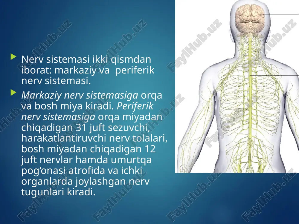akatlantiruvchi nerv hujayrasi, harakatlantiruvchi nerv tolasi, muskul. bu orqa miyaning o‘tkazuvchanlik funksiyasi hisoblanadi. tananing turli joylaridagi retseptorlardan sezuvchi nerv tolalari orqali orqa miya nerv markazlariga kelgan impuls uning oq moddasida joylashgan o‘tkazuvchi nerv yo‘llari orqali bosh miyaning nerv markazlariga o‘tkaziladi. bosh miyaning nerv markazlarida hosil bo‘lgan qo‘zg‘alish pastga tushuvchi o‘tkazuvchi nerv yo‘llari orqali orqa miyaning shunga taalluqli nerv markazlariga keladi va undan ishchi organlarga o‘tkaziladi. shuni alohida ta’kidlash kerakki, yuqoriga ko‘tariluvchi va pastga tushuvchi, o‘tkazuvchi nerv yo‘llari bosh miyaning pastki qismlarida kesishadi. bosh miyaning o‘ng yarimsharlaridagi nerv markazlaridan kelayotgan nerv tolalari chap tomonga, chap yarimsharniki esa o‘ng tomonga o‘tadi. buning natijasida, o‘ng yarimshar tananing chap tomonidagi to‘qima va hujayralar funksiyasini boshqaradi, chap yarimshar esa, o‘ng tomonidagi to‘qima va organlar funksiyasini boshqaradi. orqa miyaning har qaysi segmentida joylashgan nerv markazlari (nerv hujayralari to‘plami) tananing turli sohalaridagi to‘qima va organlarning sezuvchanligini hamda harakatini ta’minlaydi: —orqa miyaning bo‘yin segmentida joylashgan nerv markazlari tananing …
