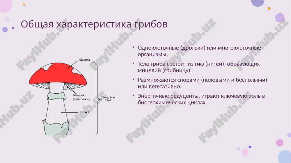 nk/rnk: dlya identifikatsii vidov, filogeneticheskogo analiza. polimeraznaya tsepnaya reaktsiya (ptsr): dlya amplifikatsii spetsificheskix uchastkov dnk. genomika i transkriptomika: izuchenie polnogo nabora genov i ix ekspressii. identifikatsiya gribov opredelenie prinadlejnosti griba k opredelennomu vidu ili taksonu. morfologicheskie klyuchi (opredeliteli): ispolzovanie opisaniy i sxem dlya sopostavleniya priznakov. molekulyarnaya identifikatsiya: sravnenie posledovatelnostey dnk s bazami dannix. kompleksniy podxod: sochetanie morfologii, ekologii i molekulyarnix dannix. raznoobrazie gribov: bazidiomitseti samiy izvestniy klass, vklyuchayushiy bolshinstvo privichnix nam shlyapochnix gribov. osnovnie xarakteristiki: obrazuyut bazidiospori na bazidiyax. vklyuchayut: shlyapochnie gribi (beliy grib, podosinovik, muxomor). rjavchinnie i golovnyovie gribi (fitopatogeni). raznoobrazie gribov: askomitseti samiy bolshoy i raznoobrazniy klass gribov. osnovnie xarakteristiki: obrazuyut askospori v askax (sumkax). vklyuchayut: drojji (saccharomyces). mnogie plesnevie gribi (penicillium, aspergillus). s'edobnie gribi (smorchki, tryufeli). raznoobrazie gribov: zigomitseti prostie, chasto bistrorastushie gribi. xarakterno obrazovanie zigospor pri polovom razmnojenii. tipichnie predstaviteli: mukor (mucor) — plesen na gniyushey organike. rizopus (rhizopus) — chernaya plesen na xlebe. zaklyuchenie gribi …
