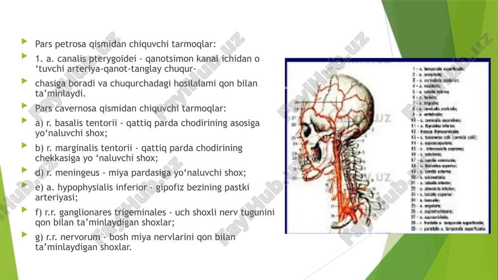 eriya; d) a. sulci precentralis - markaz oldi egatining arteriyasi; e) a. sulci centralis - markaziy egat arteriyasi; 6) a. chorioidea - bosh miyaning yon qorincha- lari ichida qon tomir chigalini hosil qiladi. bosh miyani qon bilan ta’minlashda o ‘mrov osti arteriyasi - a. subclavia ning umurtqa tarmog‘i - a. vertebralis ham qatnashadi. bu arteriya bo‘yin umurtqalarining ko‘ndalang o‘simtasidagi teshik- lar - foram en processus transversus orqali yo‘nalib, bosh miya asosiga ensa suyagining foramen magnum teshigi orqali o ‘tadi. a. vertebralis kalla bo‘shlig‘ining ichida, voroliy ko‘prigining oldingi yuzasida o ‘zaro qo‘shilib, asosiy arteriya - a. basilaris ni hosil qiladi. 0 ‘z navbatida, a. basilaris bosh miyaning orqadagi ikkita arteriyasi - a. cerebri posteriores ga bominadi. bu arteriyalar ichki uyqu arteriyasining orqa biriktiruvchi arteriyasi - a. communicantes posterior bilan birikadi. bosh miyaning orqa arteriyasi bosh miyaning ensa bomagi, voroliy ko‘prigi, miyacha va uzun- choq miyani qon bilan ta’minlaydi. ichki uyqu arteriyasi …