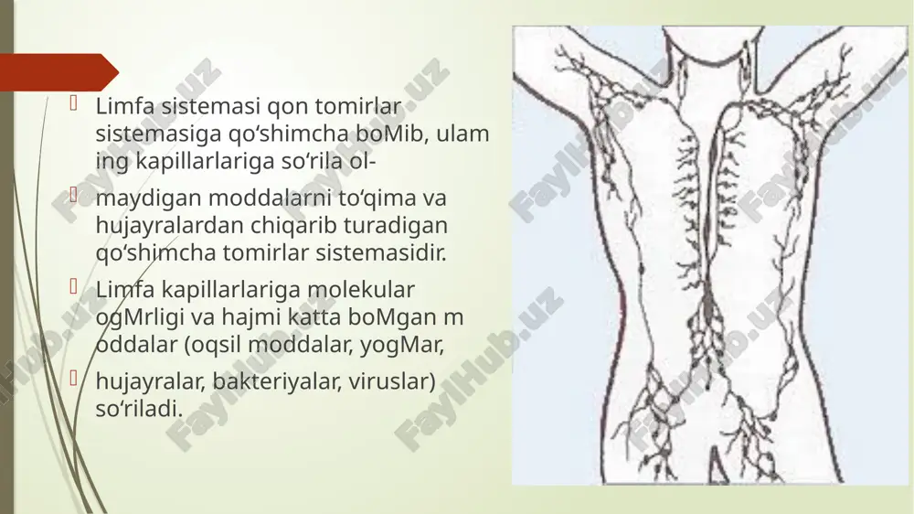 lashgan, m e’daning kichik egriligidagi lim fa tugunlari; 5. nodi gastroomentales dextri et sinistri - o ‘ng va chap me’da-charvi tugunlari; 6. nodi pancreatici - m e’da osti bezi tugunlari; 7. nodi splenici - taloq tugunlari; 8. nodi hepatici- jig a r darvozasi sohasidagi limfa tugunlari; 9. nodi pancreaticoduodenalis - m e’da osti bezi va o ‘n ikki barmoq ichak limfa tugunlari; chanoq sohasi limfa tugunlari quyidagi guruhlarga ajraladi: i. nodi lymphoidei parietales - chanoq devoridagi parietal tugunlar; ii. nodi lymphoidei viscerales - chanoq a ’zolarining limfa tugunlari; chanoq sohasi limfa tugunlari quyidagi guruhlarga ajraladi: 1) nodi iliaci communes - umumiy yonbosh venalar sohasidagi tugunlar quyidagilardan ibo­ a) nodi mediales - medial tugun; b) nodi intermedii - oraliqdagi tugunlar; 2) nodi iliaci externi - tashqi yonbosh venalar sohasidagi tugunlar quyidagilardan iborat: a) nodi mediales - medial tugunlar; b) nodi intermedii - oraliqdagi tugunlar; 3) nodi iliaci interni - ichki yonbosh …