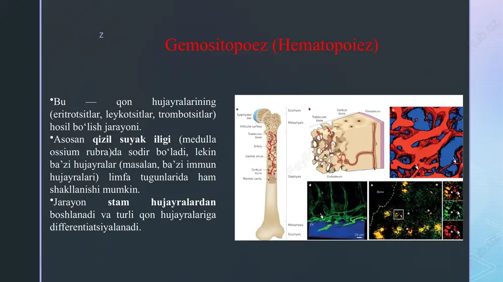 n qon arteriyalarga kiradi. klinik ahamiyati: venoz qon tahlillari organizmning gaz almashinuvi, karbondioksid va kislorod darajasi haqida ma’lumot beradi. venoz tomirlarda qon oqimi yoki bosim buzilganda, chiqindi moddalar organizmdan to‘liq chiqarilmay qolishi mumkin, bu patologik holat hisoblanadi. z qon qon tomirlarida sirkulyatsiya qiluvchi to`qima bo`lib, u plazma (55-60%) va shaklli elementlardan (40-45) tashkil topgan. qon tarkibini suv 90-93%, oqsillar6.6-6.5 %, 1.5-3.5 % boshqa organik moddalar va tuzlar tashkil etadi. qon oqsillariga-albumin, globulin va fibrinogen kiradi. qon plazmasi ph-7.36. shaklli elementlarga: eritrotsitlar leykotsitlar trombotsitlar kiradi. z embrional gemositopoez avvalo sariqlik qopchasida keyinchalik esa jigarda, suyak ko`migida, so`ngra timus, taloq va limfa tugunlarida kechadi. sariqlik qopchasida-3 xafta boshlarida mezenxima xujayralaridan, intravazikulyar tarzda, megablastik tipda kechadi. jigarda-5 xaftadan boshlab ekstavazikulyar tarzda eritrotsitlar, granulotsitlar va megakarotsitlar xosil bo`ladi. z taloqda qon yaratilishi-ekstravazikulyar tipda qonning barcha xujayralari xosil bo`ladi. 5-oydan boshlab faqat limfotsitlar xosil bo`ladi. limfatugunlarida qon yaratilishi-7-8 xaftalarda o`zak xujayralar suyak ko`migidan kelib t-vab-limfotsitlarga …