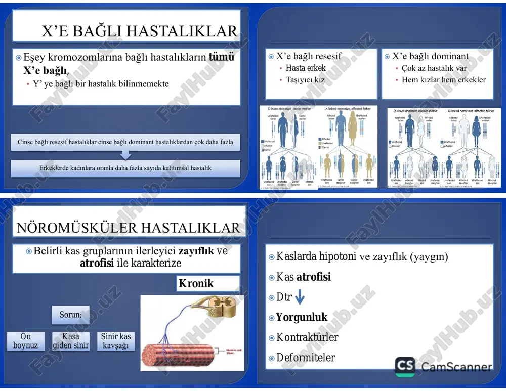 u varsa ciddi akciğer problemleri kalça ekstansör quadriceps ayrıntılı kas gücü fonksiyonunu en doğru yansıtan beceri yapılamaması: kas gücünde %50 kayıp herhangi bir kasta % 50-60 oranında lif kaybı yoksa fonksiyon kaybı oluşmaz, erken yorgunluk tabloları görülür kontraktürler ve skolyoz 1/3 oranında mental retardasyon ? akciğer problemleri (interkostal tutulum kalp tutulumu kontraktürler ve skolyoz 1/3 oranında mental retardasyon ? akciğer problemleri (interkostal tutulum kalp tutulumu pelvis ve omuz çevresi kaslarında zayıflık alt ekstremite üst ekstremiteye göre daha erken ve şiddetli tutulur? distal proksimal pelvis ve omuz çevresi kaslarında zayıflık alt ekstremite üst ekstremiteye göre daha erken ve şiddetli tutulur? distal proksimal ağırlık taşımaya bağlı olabilir geç yürüme (18-24 ay) anormal yürüme destek yüzeyi geniş yürüme waddling gait  lateral gövde salınımları artmış parmak ucunda yürüme kompansasyon mekanizmaları ile yürüme omuz retraksiyonda yürüme resiprokal kol salınımlarının azalması alt ekstremiteyi kompanse etmek için başın öne tilti yetersiz topuk vuruşu lordoz artışı ağırlık …