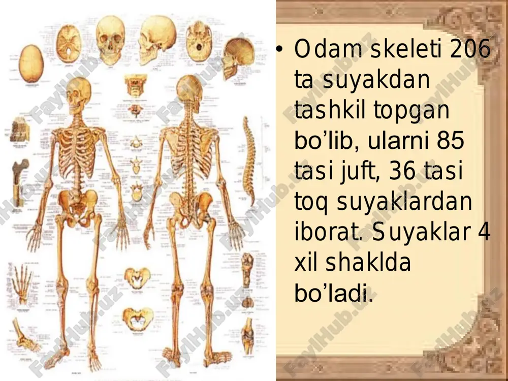 kolonial vakil-obeliya tuzilishi va sistematikasi - Page 3