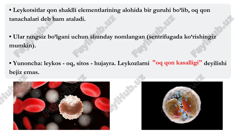 nizmda qorovullik qiladi. o‘tkir yallig‘lanish jarayonlarida qondagi neytrofillar keskin ortib ketadi. • suyak koʻmigidan qonga oʻtgan neytrofillar 8-10 soatdan soʻng toʻqimaga oʻtadi. • toʻqimadan qonga hech qachon qaytib oʻtmaydi. • toʻqimada fagotsitoz qilib yoki 4-5 kunda qarib nobud boʻladi. • nobud boʻlganlari makrofaglar tomonidan fagotsitoz qilinadi. leykotsitlar granulotsitlar neytrofil agranulotsitlar eozinofil bazofil limfotsit monotsit neytrofil bazofileozinofil monotsit limfotsit eozinofillar • eozinofillar barcha leykotsitlarning 1-5% ini tashkil qiladi. • eozinofillar qon tomirlarda bir necha soatgina bo‘ladi, undan so‘ng qondan to‘qimalarga o‘tib ketadi va u yerda funksiyasini bajaradi. eozinofillar ham fagotsitoz qilish xususiyatiga ega, lekin harakati juda sust. • eozinofillar me'da va ingichka ichakning shilliq va shilliqosti qavatlarida, o‘pkada ko‘p yig‘iladi. ular gistaminni qamrab olib, gistaminaza fermenti yordamida parchalaydi. • allergiya holatlarida eozinofillar miqdori keskin ortib ketadi. chunki allergiya ketayotgan sohada bazofillar eozinofilni jalb qiluvchi omil (xemotaksis faktor) va gistaminlarni ajratadi va eozinofillar ko‘p miqdorda shu yerga kela boshlaydi. • eozinofillar allergik …