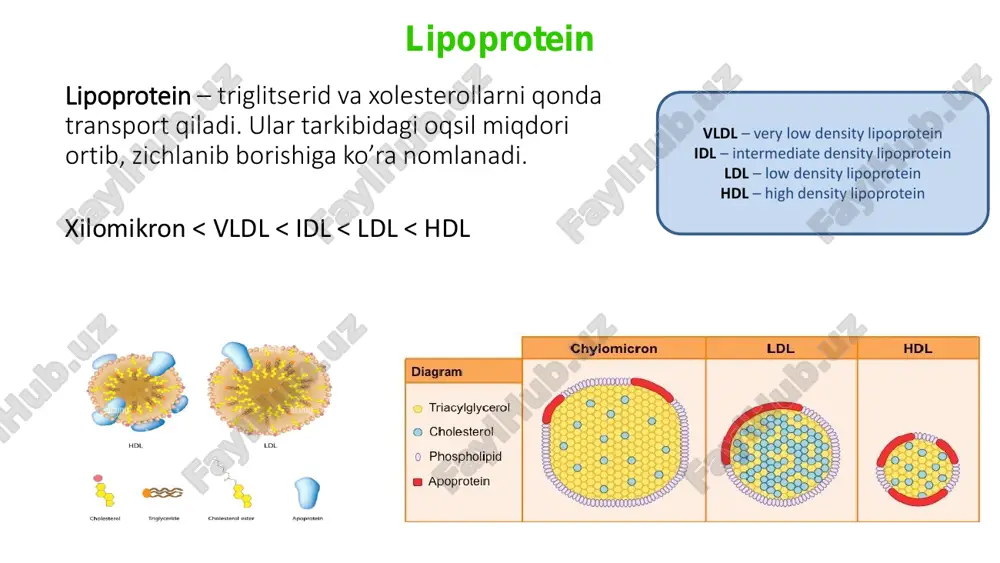 lipoprotein metabolizmi - Page 3