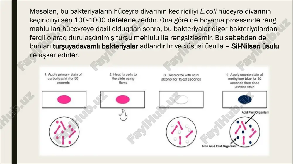tdə (torpaq və s.) baş verir • təqribən 20-24 saat davam edirprotoplazma nukleoid olan hissəyə sıxlaşır. bu hissə sporanın özəyi adlanır. • fermentlərin aktivliyi artır.unikal fermentlər- dipikolinsintetaza (5-10%). • özəyin tərkibində dipikolin turşusunun kalsium duzu əmələ gəlir. • özək peptidoqlikandan ibarət spora divarı adlanan qişa ilə əhatə olunur və prospora adlanır. • bu qatlar arasına peptidoqlikan ibarət qabıq qatı - korteks formalaşır.korteks qatının üzərində keratinə bənzər zülallardan ibarət örtük qatı formalaşır. • sporanın ən səthi qişası ekzosporium təkibində lipoprotein və az miqdarda karbohidratlar var. sporulyasiya sporulasiya və germinasiya ojeşko üsulu hazır (qurudulub fiksasiya olunmamış) yaxmanın üzərinə 0,5%-li xlorid turşusu (hcl) tökülür və alovda buxar əmələ gələnə qədər qızdırılır (2-3 dəq.). turşu axıdılır, soyudulur, su soyuduqdan sonra turşuilə ehtiyatla yuyulur, qurudulur, alovda fiksasiya edilir. sil-nilsen üsulu ilə rənglənir. sporlar qırmızı, vegetativ formalar isə göyrəngə boyanır. ojeşko üsulu ilə rənglənmiş yaxmanın mikroskopik görüntüsü bacillus subtilus-un ojeşko üsulu ilə rənglənməsi