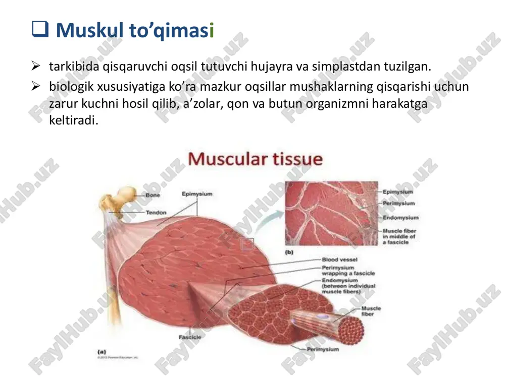 etib, a diskning tashqi chetida to’xtaydi § demak, miozin sarkomerning i diskdan boshqa barcha qismlarida mavjud umumiy joylashuvi: • i disk – faqat ingichka filament • h zona – faqat yo’g’on filament • a disk – ikkalasi ham mavjud qisqarishi: § qisqarish davomida yo’g’on va ingichka filamentlarning uzunligi o’zgarmaydi § balki ular bir-biri bilan bog’lanadi hamda yo’g’on va ingichka filamentlar o’zaro sirpanadi sarkoplazmatik to’r va ko’ndalang naychalar sistemasi § skelet muskul tolalarida silliq endoplazmatik to’r ca2+ ionlarini saqlashga ixtisoslashgan § sarkoplazmatik to’r membranasining depolyarizatsiyasi ca2+ ionlari ajralishiga olib keladi § butun tola bo’yicha bir vaqtning o’zida sarkoplazmatik to’rdan ca2+ ionlari ajralishi va barcha miofibrillalarning bir xil qisqarishini taminlash uchun sarcolemma ko’ndalang yoki t naychalar tizimini hosil qiladi § a va i disklar chegarasida sarkolemmaning plazmatik membranasi tola ichiga botib kirib, t naychalar sistemasini hosil qiladi § t naychalar sistemasi a va i disk chegarasida simmetrik joylashgan sarkoplazmatik to’r naycha kengaymalari …