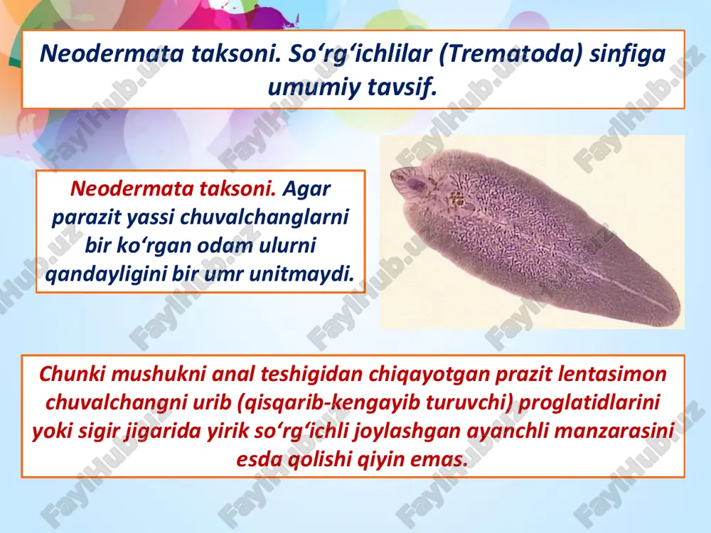 organlarida yashovchi ektoparazitlar bo‘lib, har bir turi bir hayvonda yashaydi va ikkilamchi (oraliq) xo‘jayin bo‘lmaydi. bularning protonefridiya ayirish organlarining teshikchasi tananing bosh tomoniga ochilagn. hamma ko‘p so‘rg‘ichlilarning lichinkasi ilmoqchali bo‘ladi. bu jihatdan ular tasmali yassi chuvalchanglarga yaqin turadi. ko‘rsatilagn tafovutli belgilar asosida ko‘p so‘rg‘ililar so‘nggi yillarda alohida sinf sifatida ajratilgan. tasmasimon chuvalchanglar (cestoda) sinfiga umumiy tavsif. sestodalar yassi chuvalchanglarni tasmasimon chuvalchanglari nomi bilan mashhur, ancha tarraqqiy etgan toksoni bo’lib 3400 turi endoparazitlik bilan hayot kechiradi. ichak mavjud emas. neodermatalar filogeniyasi va kelib chiqishi. heodegmatalar kelib chiqishi va evolutsiyasi. heodegmatalar erkin yashovchi to’g’ri ichakli kiprikli chuvalchanglarning endoparazitlikka moslashgan avlodlardan kelib chiqqan. evalutsiya “heodegmata – trimatoda – aspidogastrea – digenea – cegcomegomorpha – monogenea - cestoda ” yo’nalishida kelgan. mesozoa. orthonectida va dicemida tiplari umumiy tavsiflari va filogeniyasi. mezozoalar juda kichik parazit chuvalchanglar bo’lib, oddiy tuzilishga ega. mezozoalarda ichak, selom, nefridiylar, qon aylanish, neyronlar rivojlanmagan. bazi turlarda muskullar ham mavjud emas. mezozoalarni …