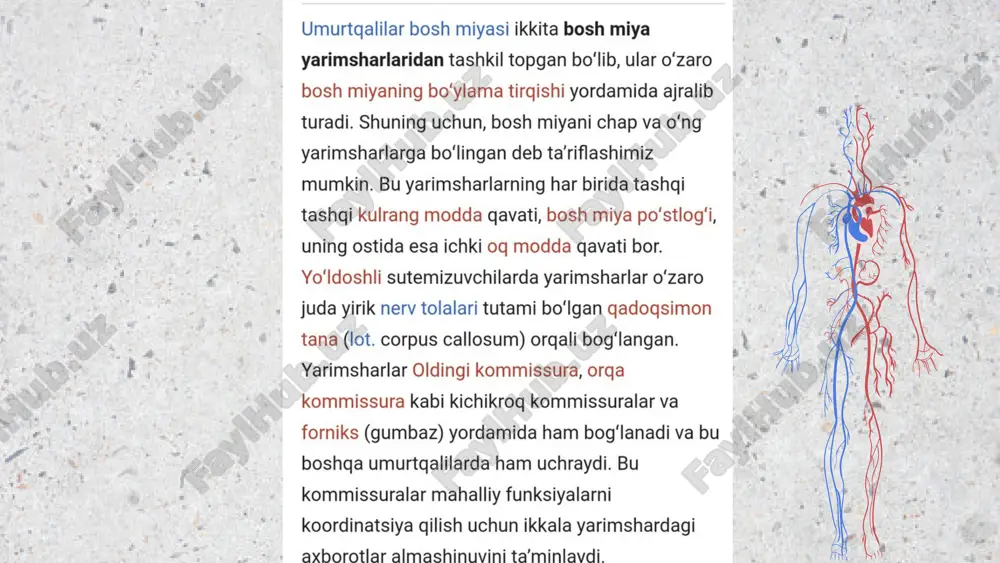 nerv sistemasi - Page 3