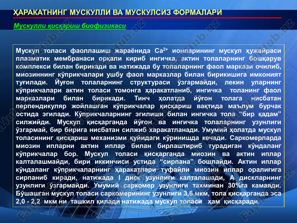 qisqarish kuchi harakatning muskulli va muskulsiz formalari ca2+ ta'sirida srdan ca2+ ning chiqishi sarkolemmada potentsialga bog'liq ca2+-kanali (dhpr) faollashishi [ca2+]i ta'sirida sr ca2+ kanali (ryr) ning faollashishi srdan ca2+ ionlarining chiqib tsitozolda [ca2+]i miqdorining ortishi ca2+ ionlari ta'sirida qisqaruvchi elementlarning faollashuvi sarkolemma troponin ca2+ -atfaza fosfolamban ca2+-kanali ca2+ mx ryr ca2+ ca2+ kaltsiy ionlarining elektromexanik jarayonlarga bog'liqligi harakatning muskulli va muskulsiz formalari sa2+kanallarining hujayra ichidagi strukturasi ca2+ sa2+-kanali 5 ta subbirlikdan tashkil topgan sa2+-kanallari tasnifi: 1. n-tip 2. p/q-tip 3. r-tip 4. t-tip 5. l-tip ca2+-kanali subbirliklarining membranada joylashishi sarkolemma tashqi tomoni ichki tomoni harakatning muskulli va muskulsiz formalari sa2+kanallarining funktsiyasi tsitoplazmatik membranada sa2+-kanallarning 4 tipi sa2+ sa2+ sa2+ sa2+ potentsialga bog'liq sa2+-kanali retseptorga bog'liq faollashuvchi sa2+- kanallari harakatning muskulli va muskulsiz formalari sa-atfazaning strukturasi va funktsiyasi sa2+-atfaza hujayrada membranada sa2+ ionlariniyu atf energiyasidan foydalangan holatda aktiv transportini amalga oshirish vazifasini bajaradi. sarkoplazmatik retikulum membranasida joylashgan sa2+-atfaza muskul hujayrasida miofibrilla …